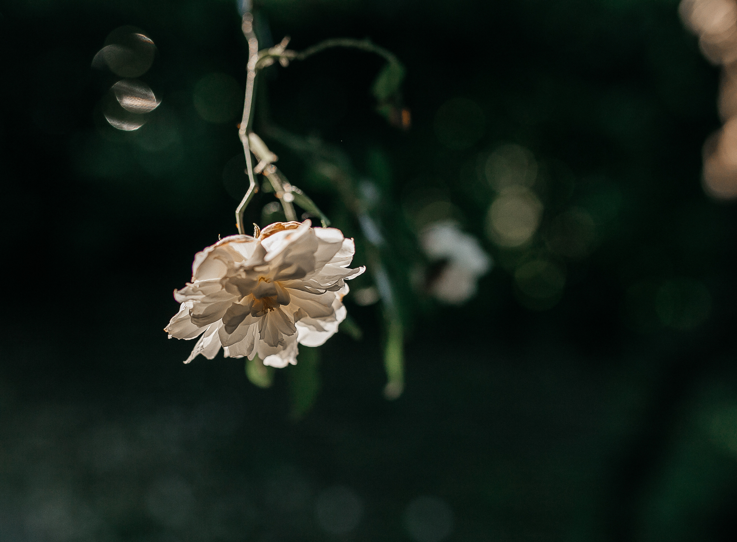 Ливадия (Кипр) Саша и Маша. Главная