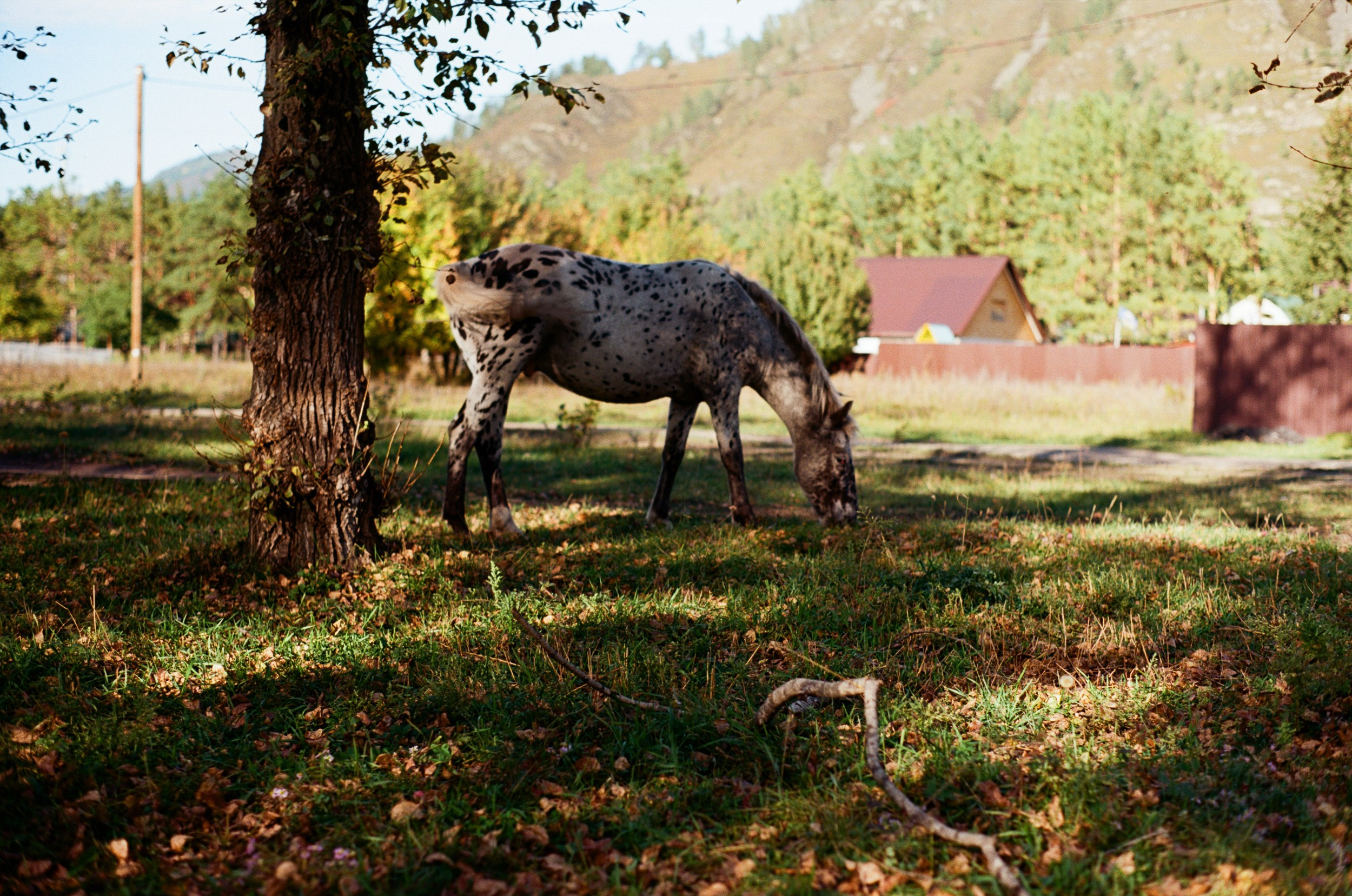 Пейзажные фотографии Алтая. Портретный и репортажный фотограф. Мыльников Илья