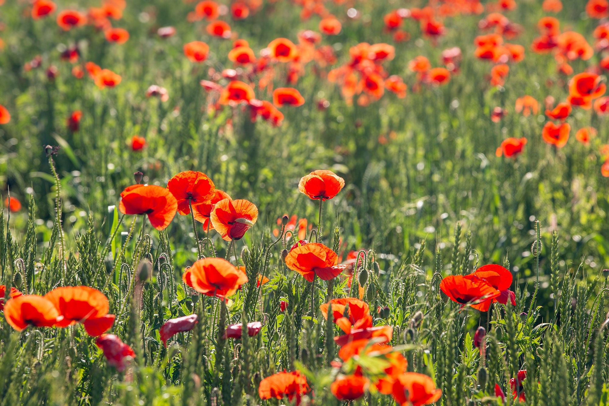 Растения. Фотограф Владимир Остапенко
