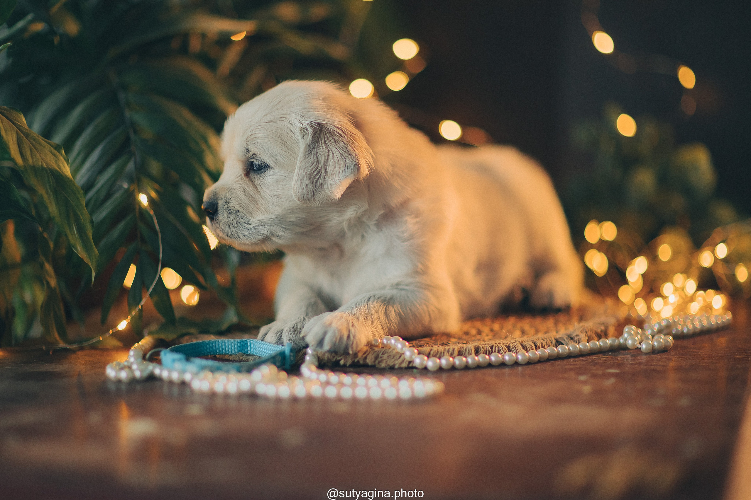 Голубой ошейник. Свадебный и женский фотограф