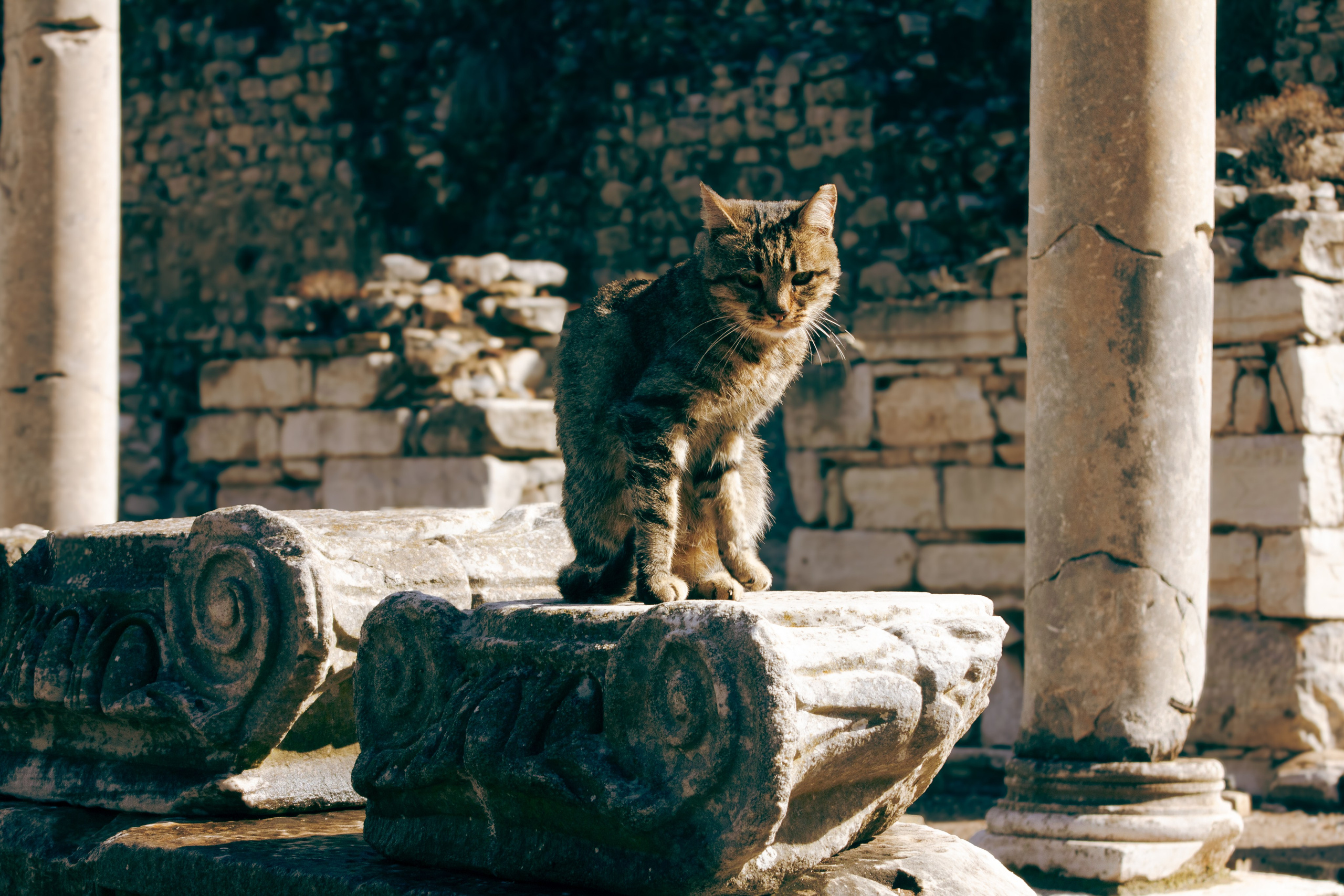 Животные. Фотограф Москва, портрет, стрит, репортаж. Художественная фотосессия
