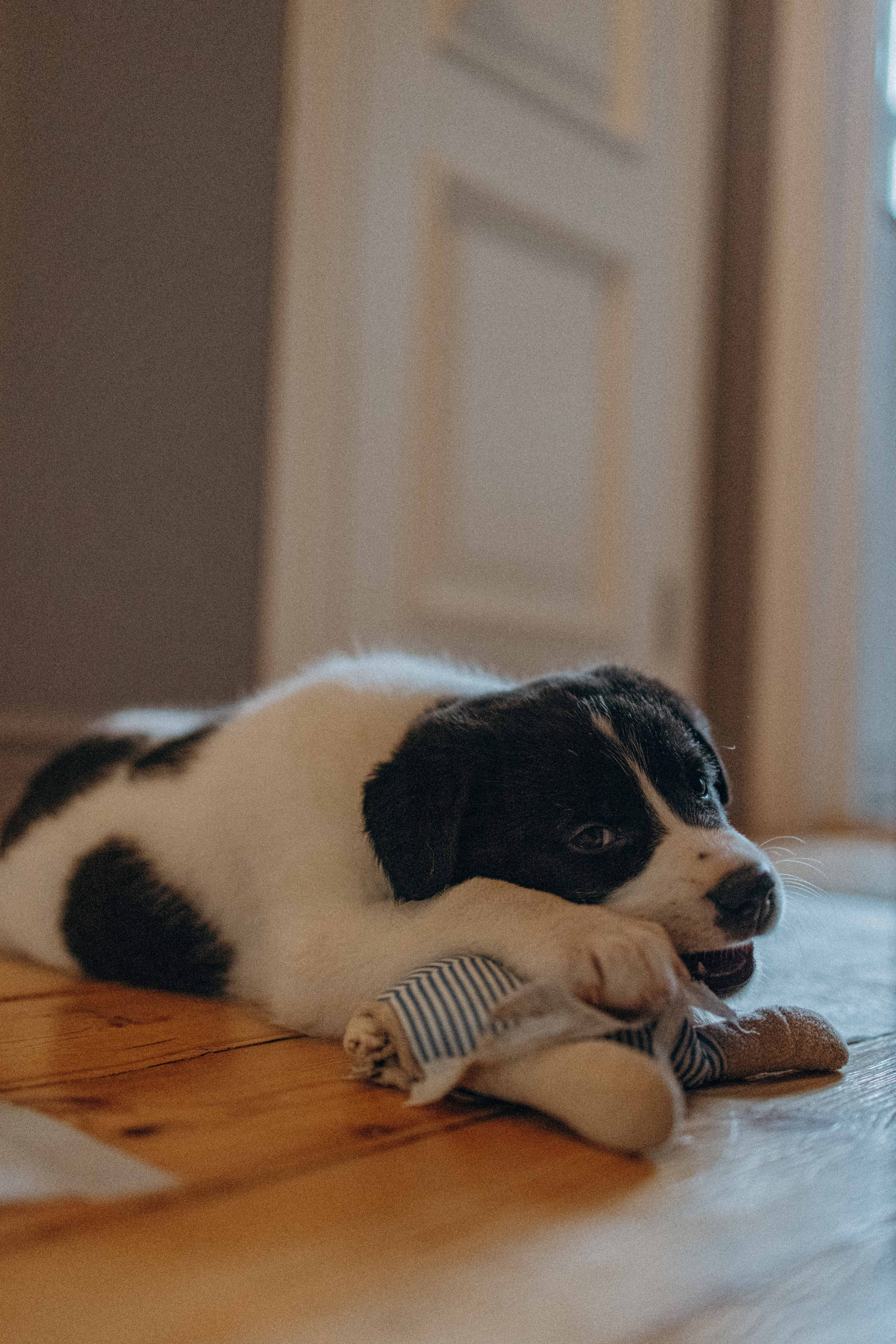 Щеночки. Фотограф-анималист в Москве Лера Черноног