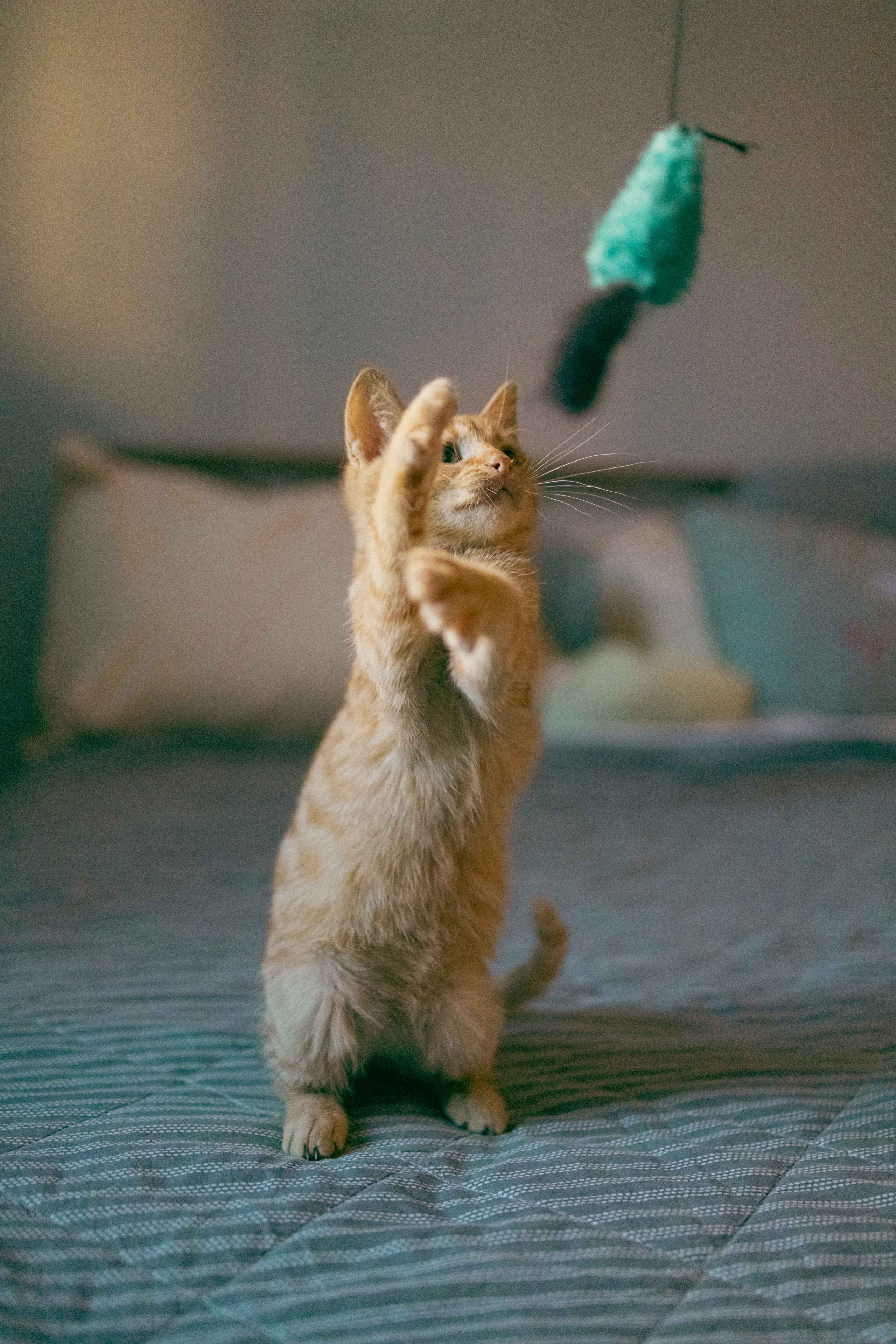 Кускус. Фотограф-анималист в Москве Лера Черноног