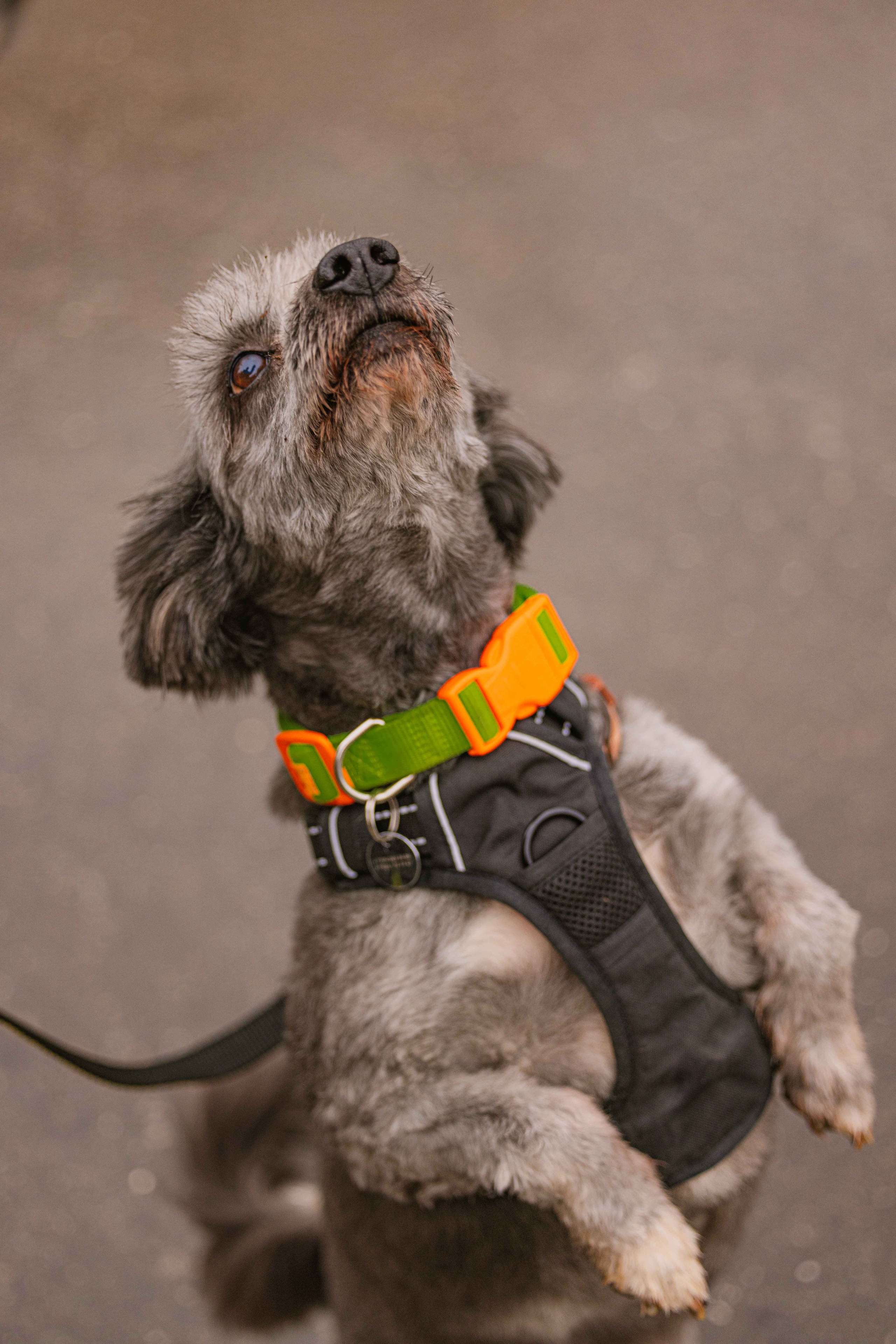 Передержка. Фотограф-анималист в Москве Лера Черноног