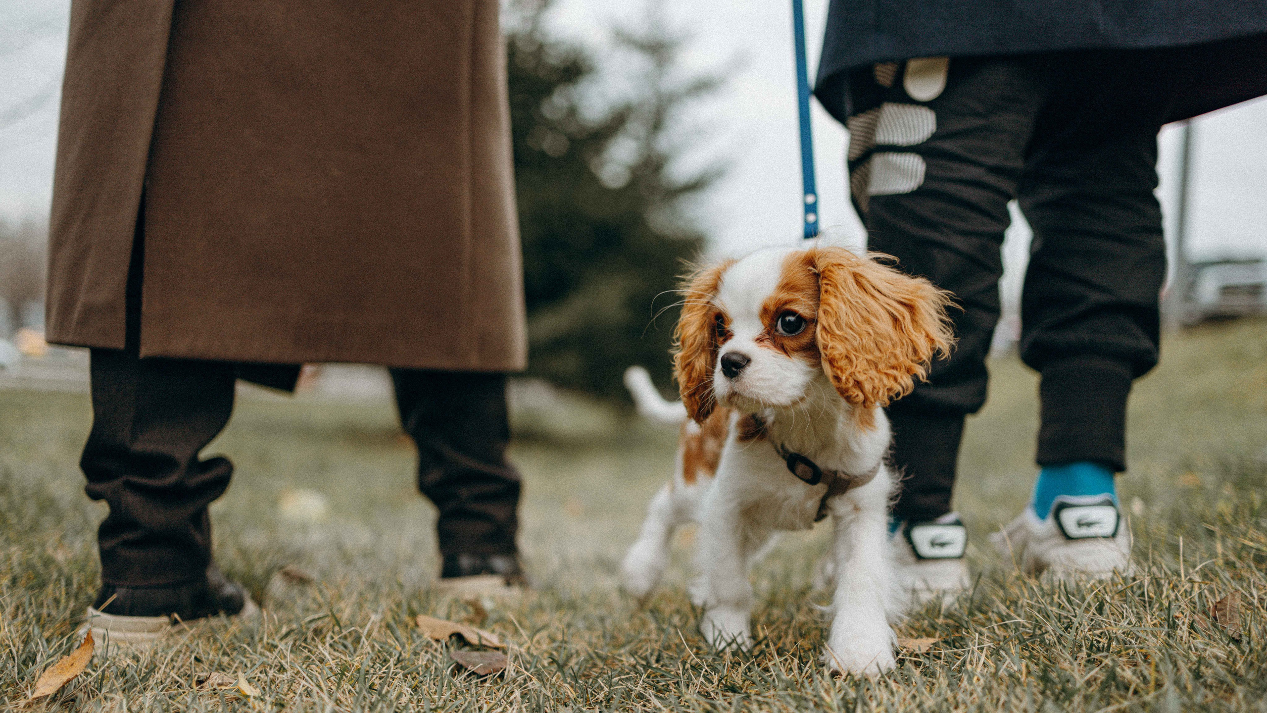 Фотограф-анималист в Москве Лера Черноног