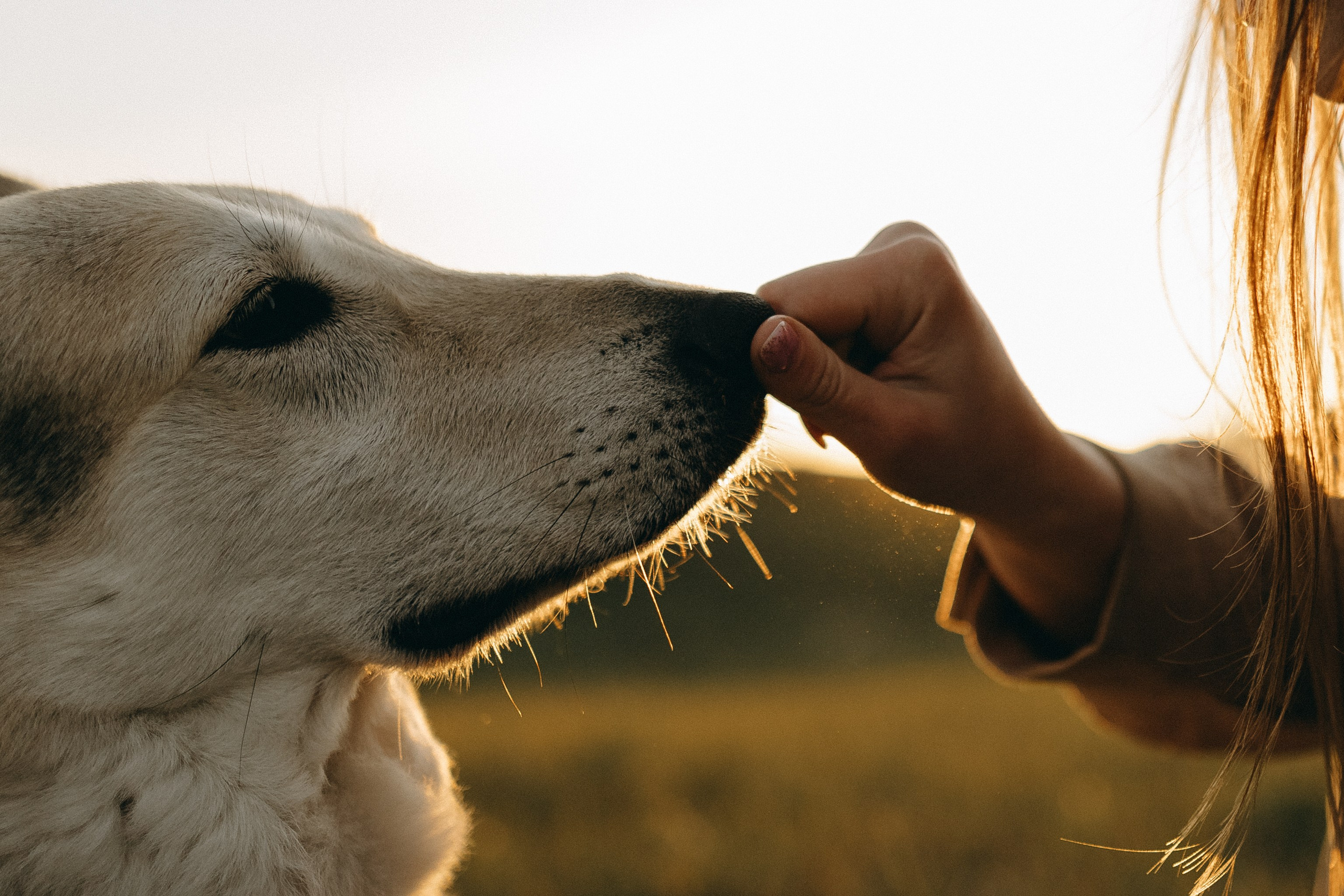 Саша и Зельда. Фотограф — Анималист | Санкт-Петербург