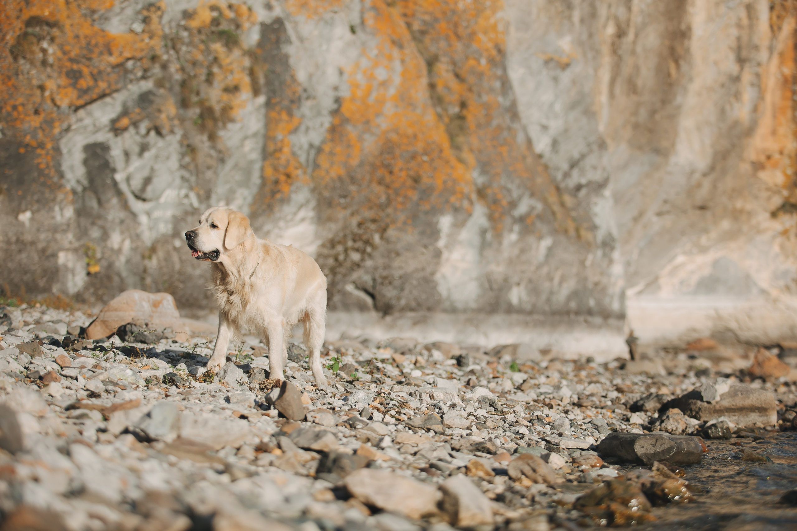 Снежик и Веста. Свадебный и женский фотограф