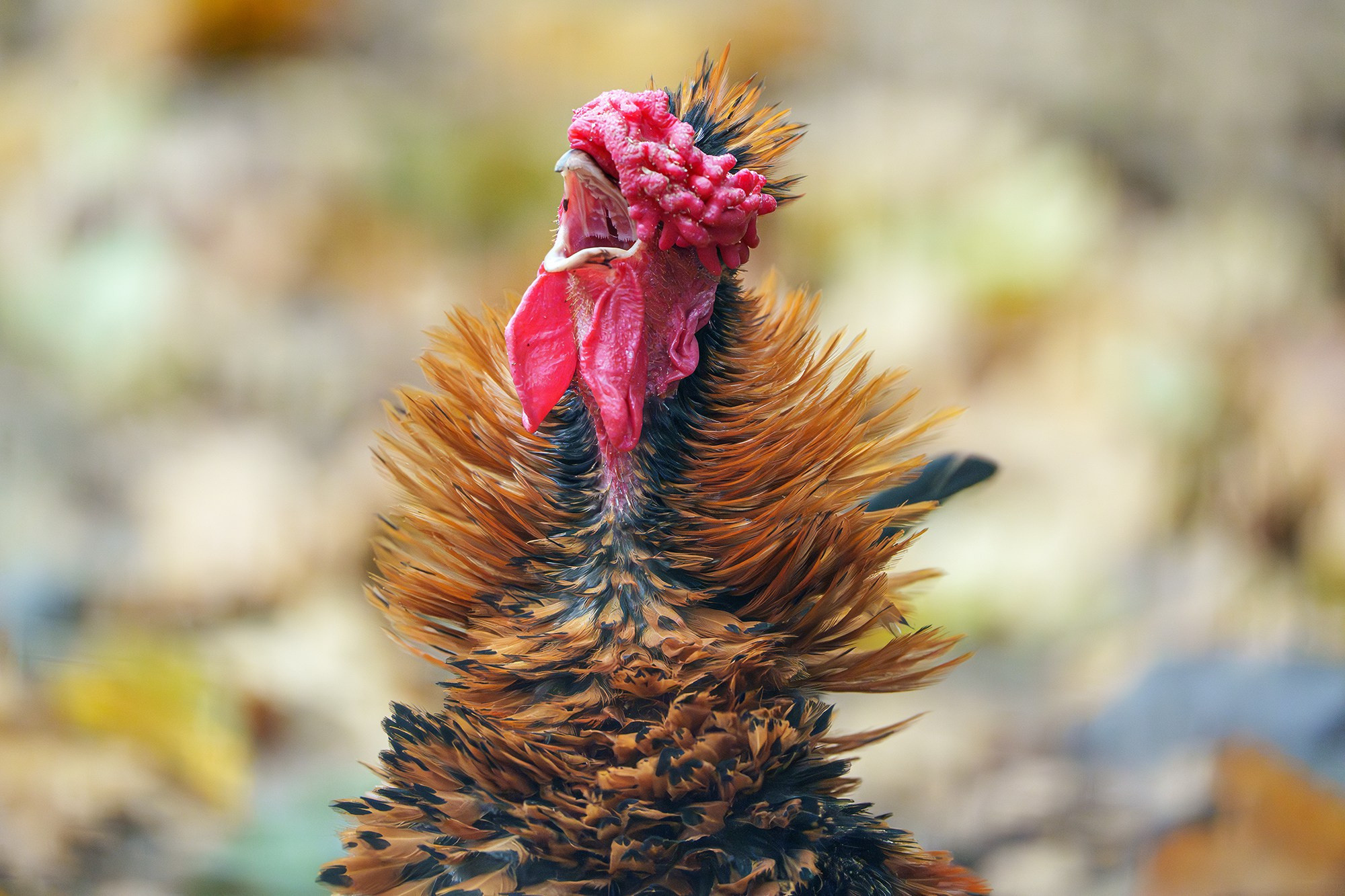 Удивительные мир птиц. Вокруг нас столько прекрасного — присмотритесь!. Ваш личный фотограф Марина Волкова