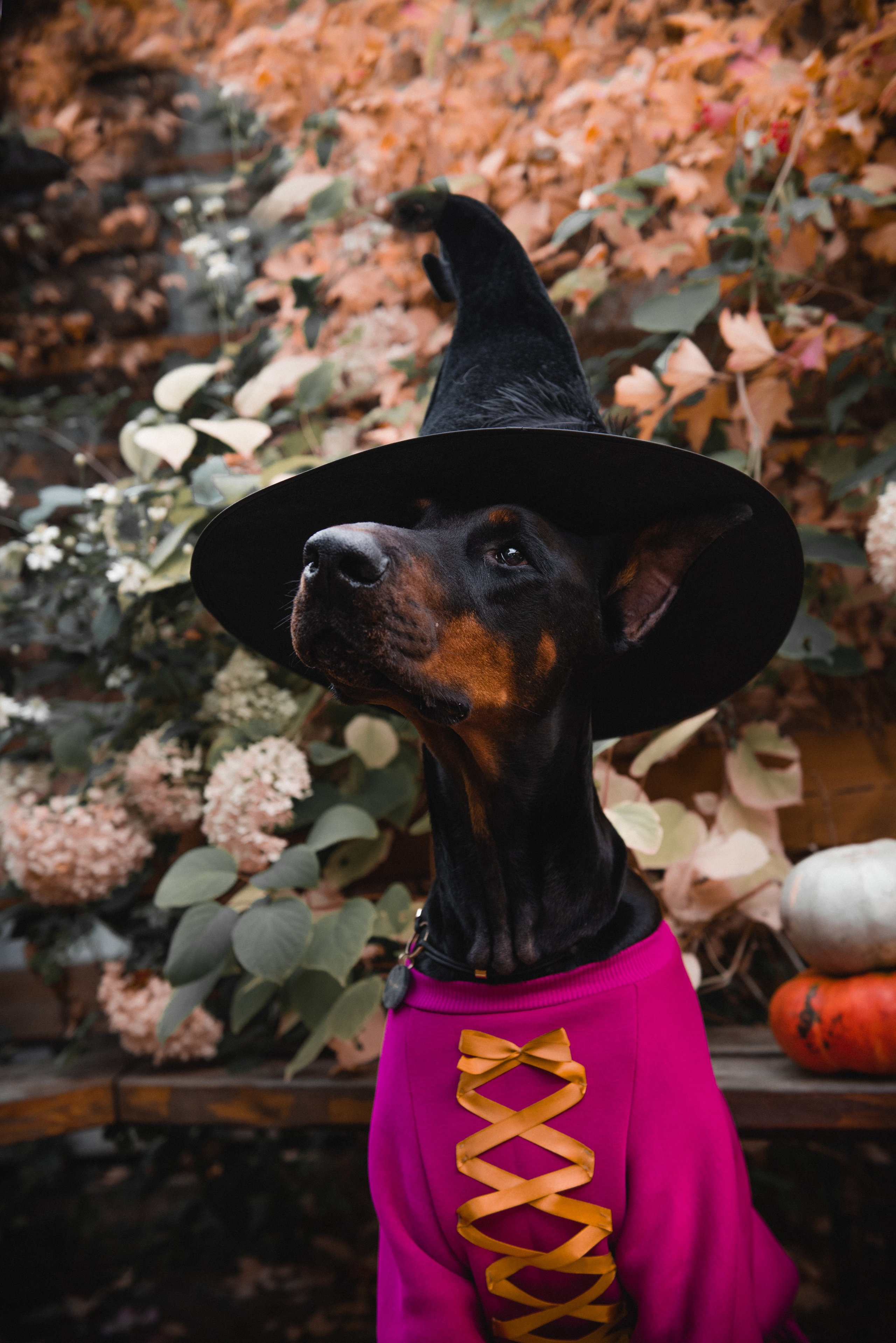 Pets. Фотограф в Москве Daria Lens