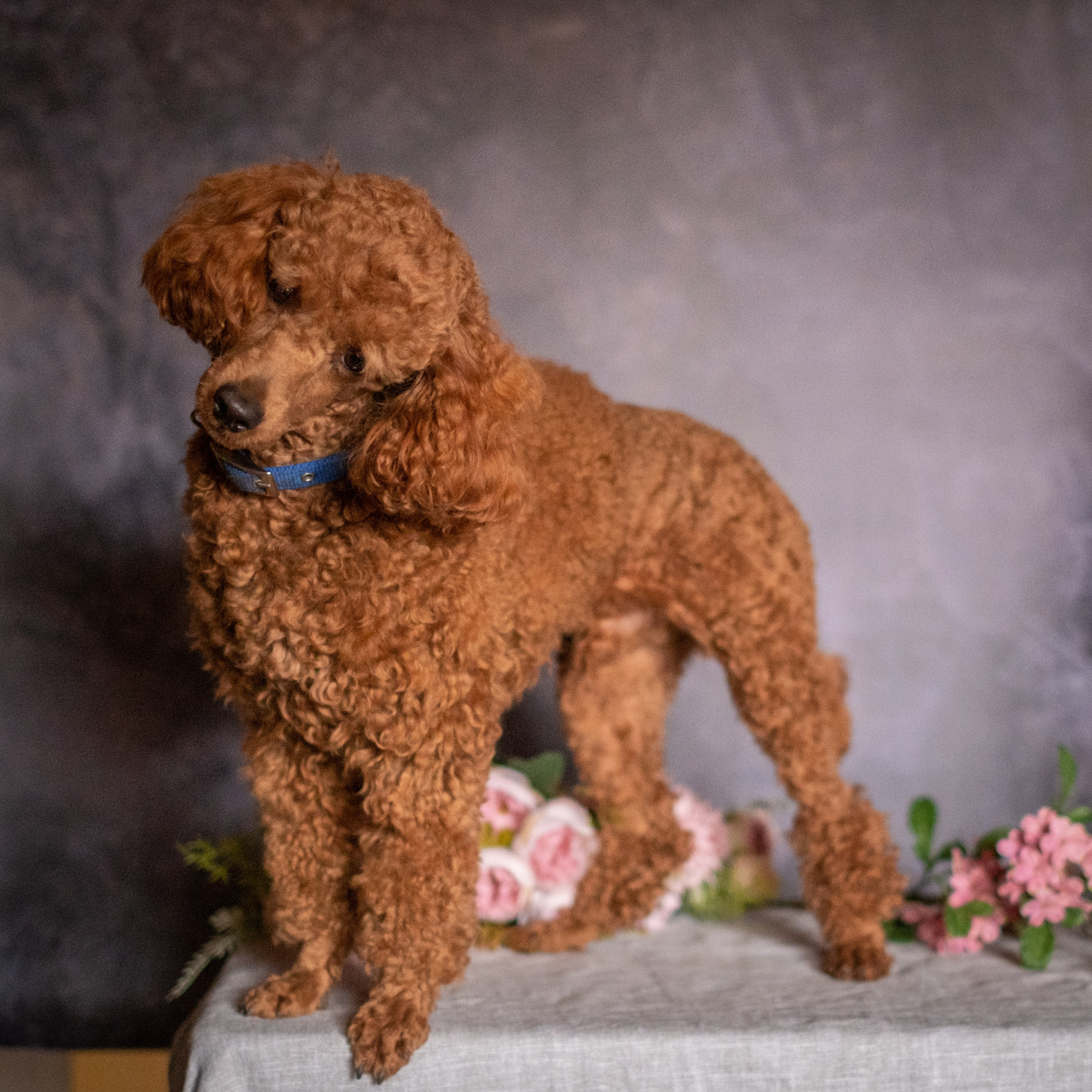 Веселая компания для Аллы) французы флаффи, пудели, ориенталы. Зоофотограф, фотограф животных в Москве и области Дина Дамоцева