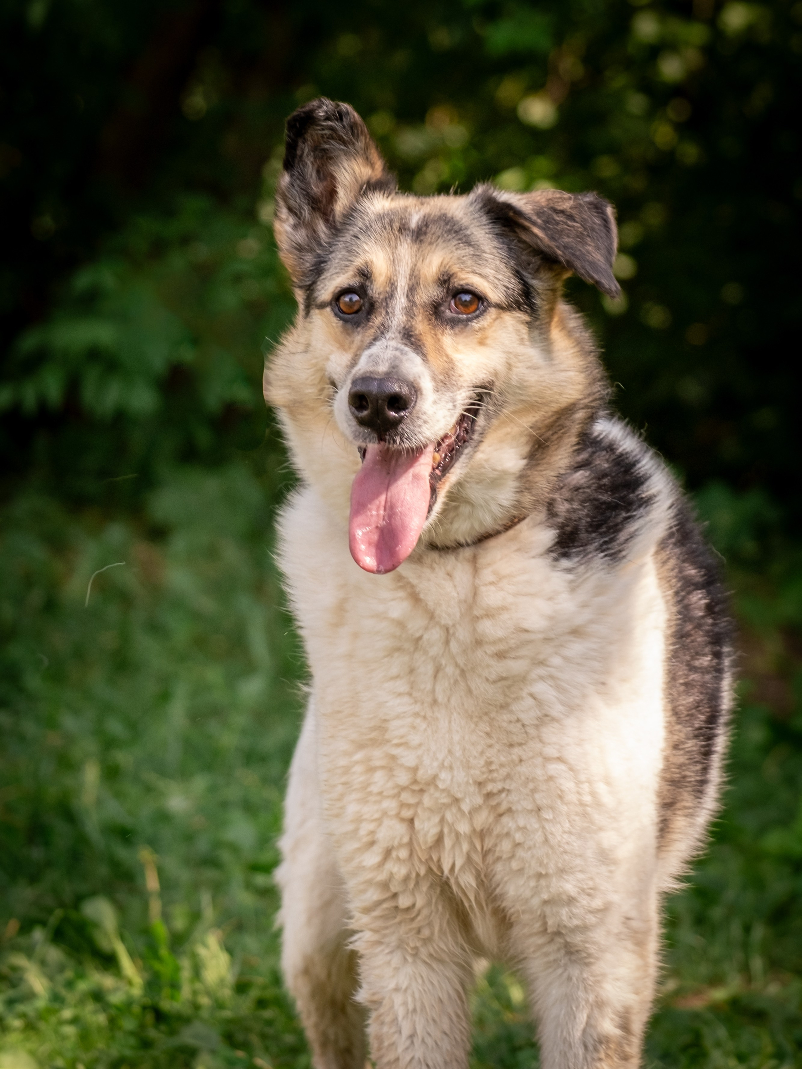 Приют Бирюлёво — для Надежды!. Зоофотограф, фотограф животных в Москве и области Дина Дамоцева