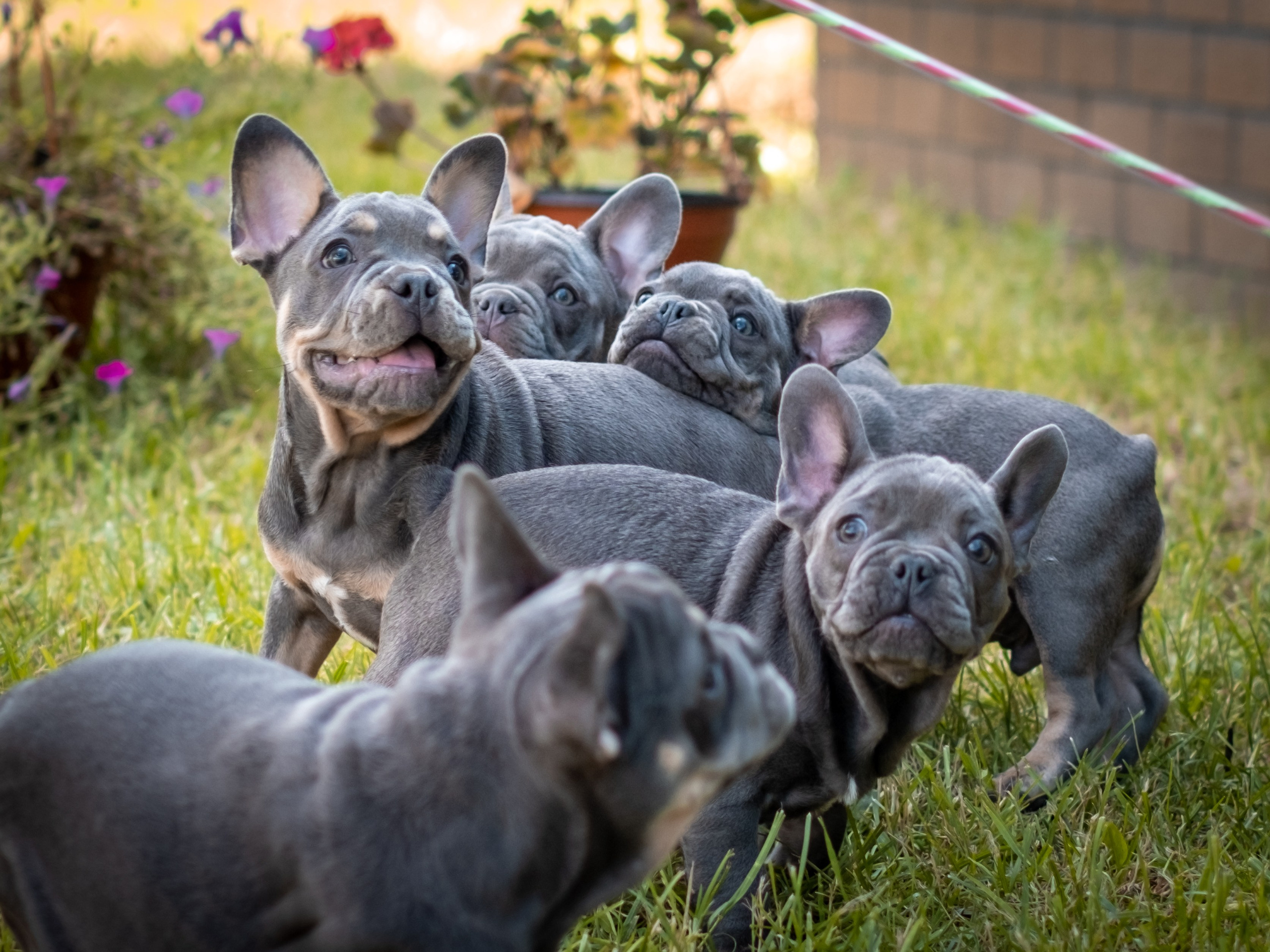 Зоофотограф, фотограф животных в Москве и области Дина Дамоцева