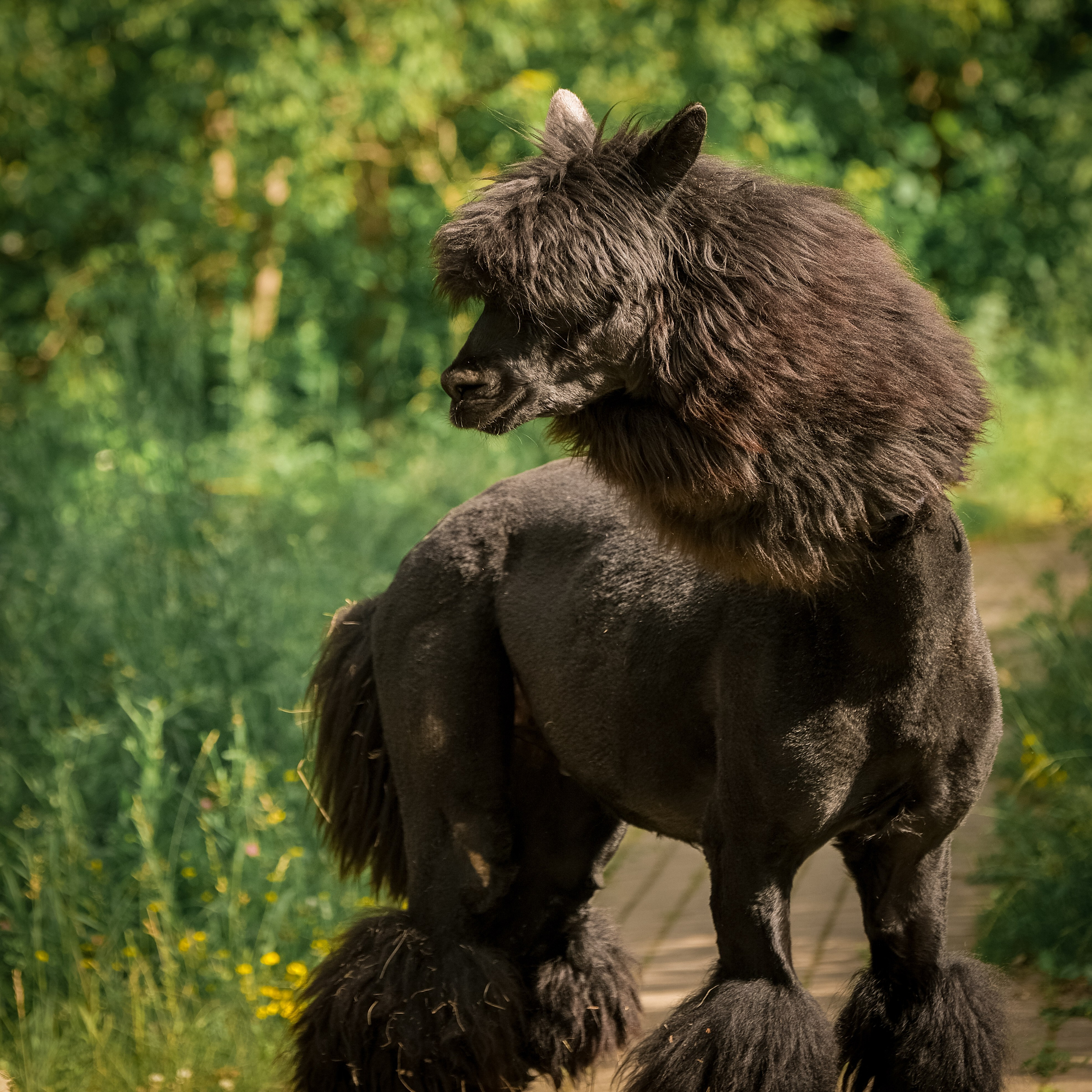 Альпаки). Зоофотограф, фотограф животных в Москве и области Дина Дамоцева