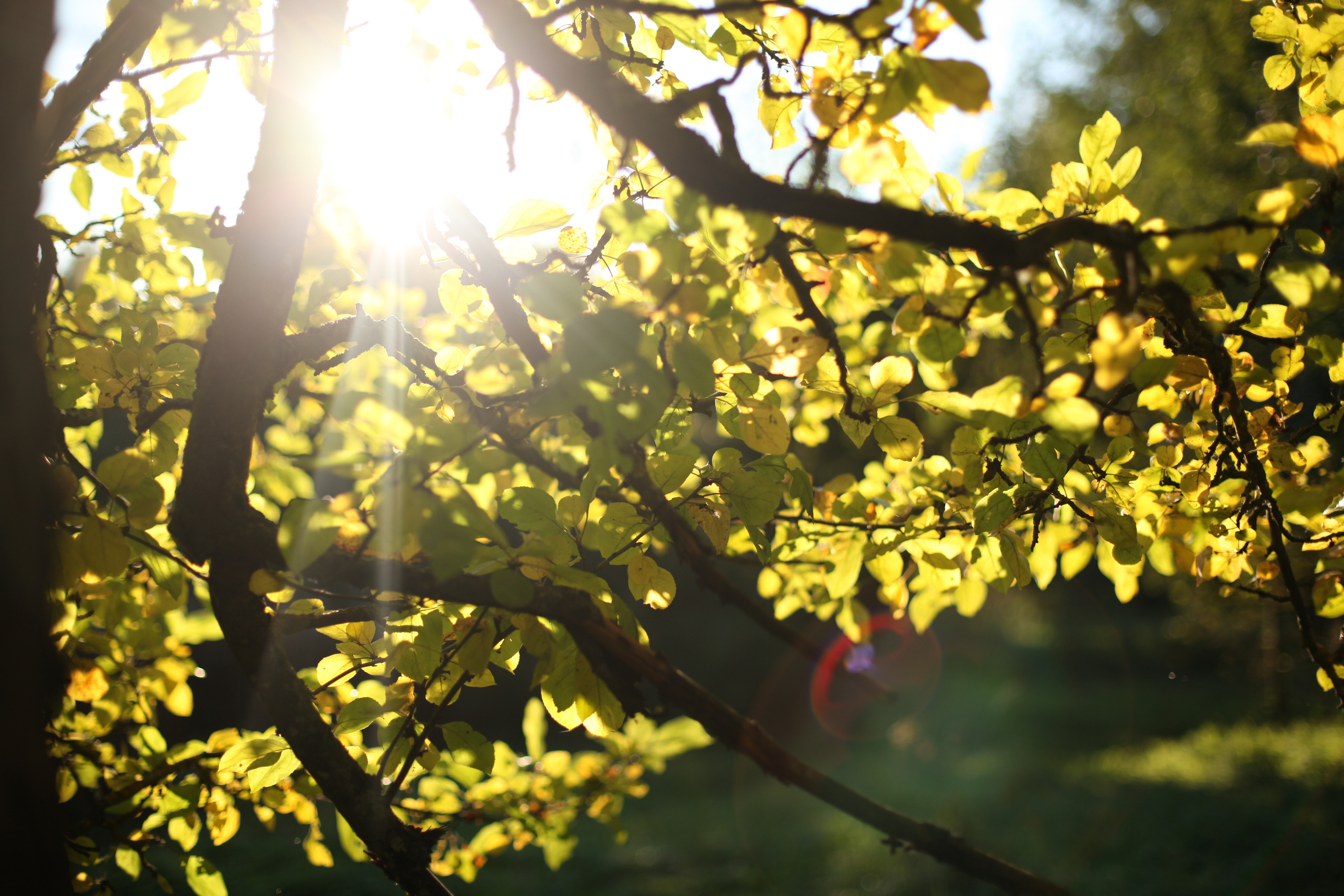 Семья сентябрь. Семейный и детский фотограф во Всеволосжке Людмила Квасова