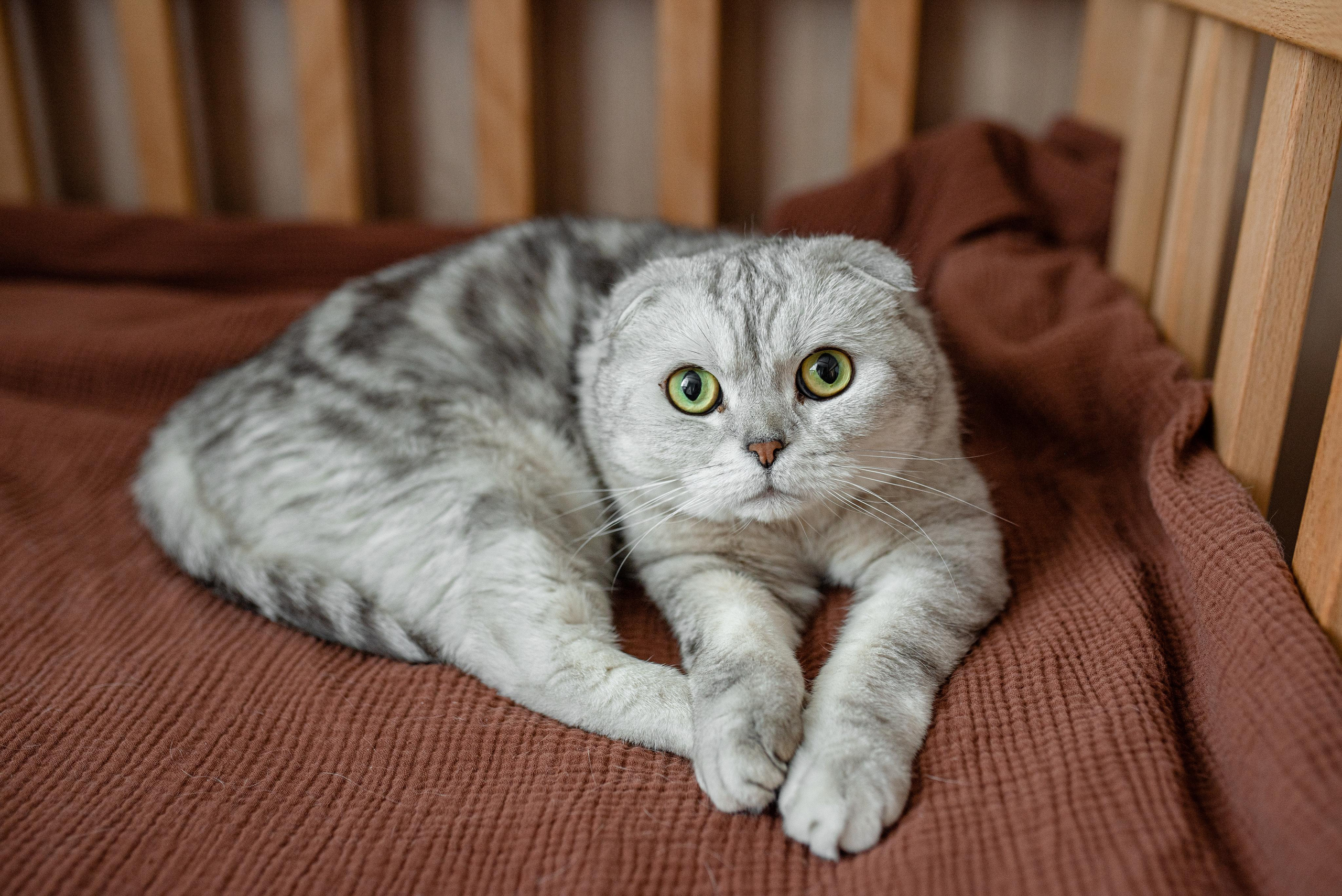 Стефания. Фотограф новорожденных в Екатеринбурге Лена Ильина