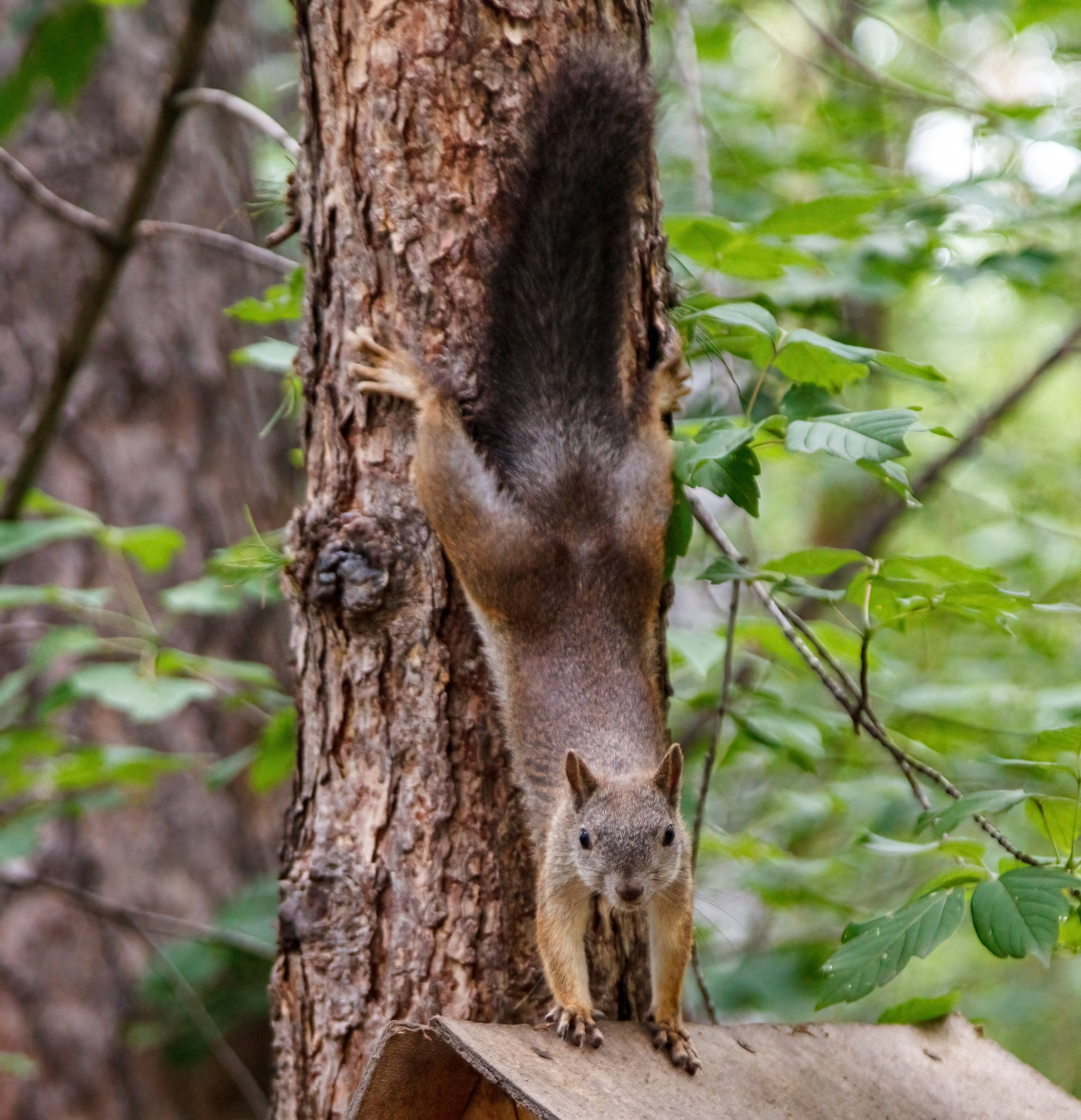 Белки / Squirrels. Фотограф Андрей Гузеев
