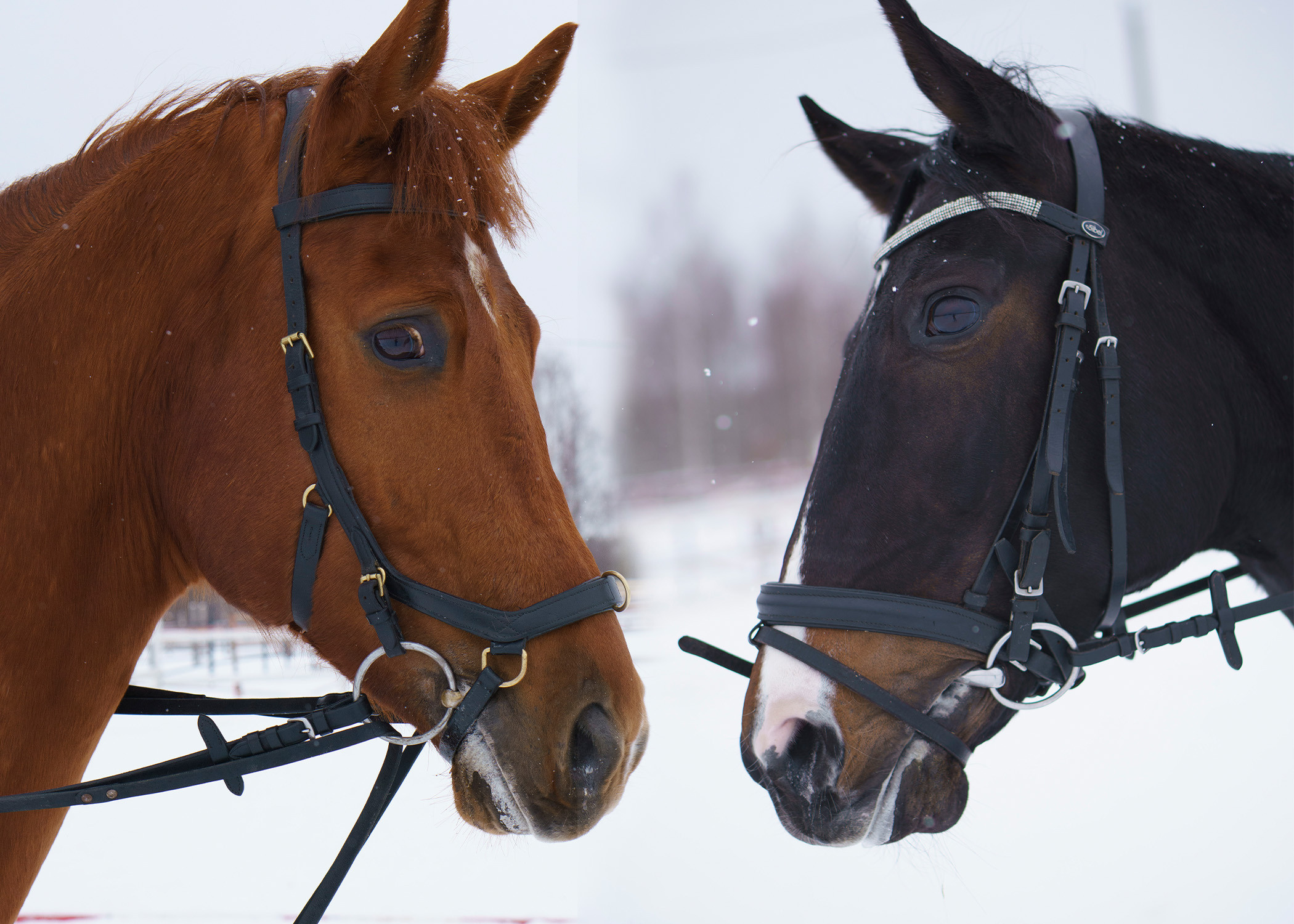 Анна и Борисполь. Детский и семейный фотограф в Рыбинске Юлия Дмитриева