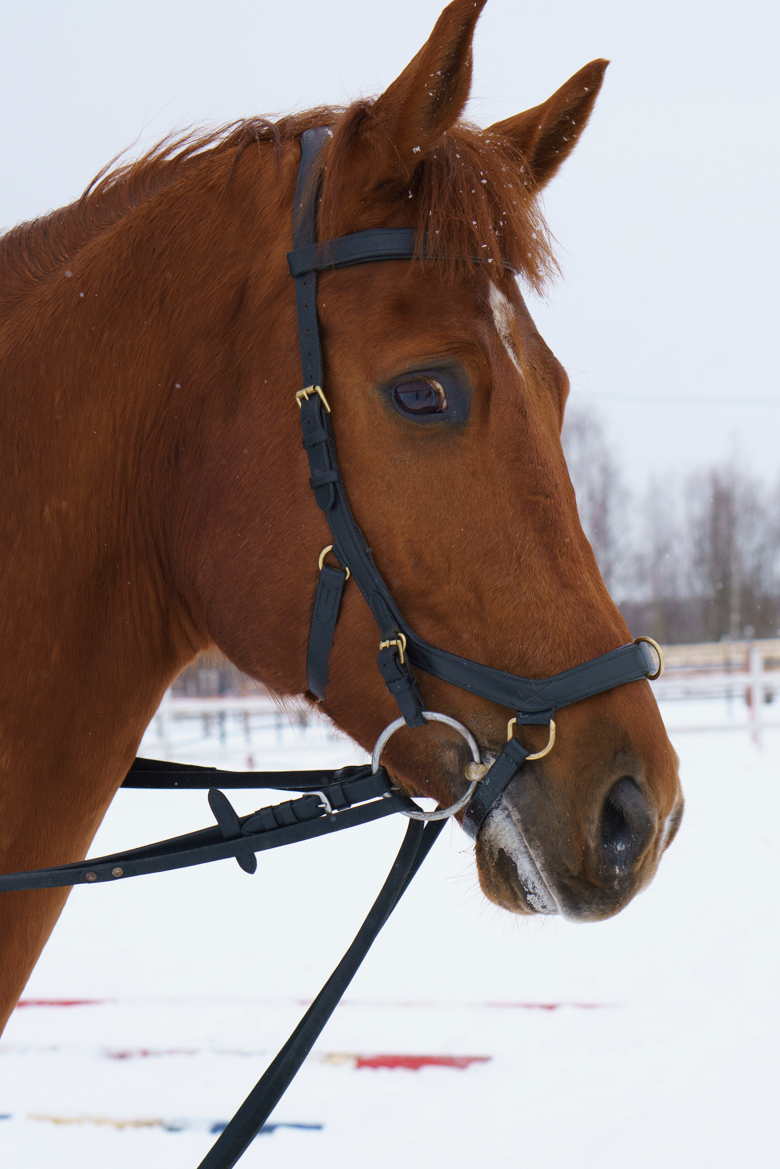 Анна и Борисполь. Детский и семейный фотограф в Рыбинске Юлия Дмитриева