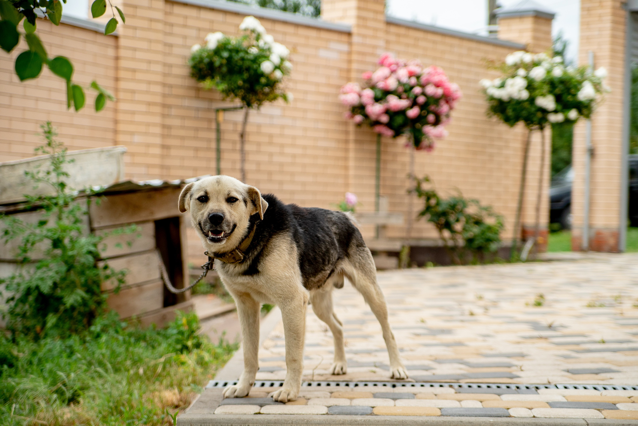 Милое торжество. Максим Матвийченко и Виктория Басова профессионалы своего дела