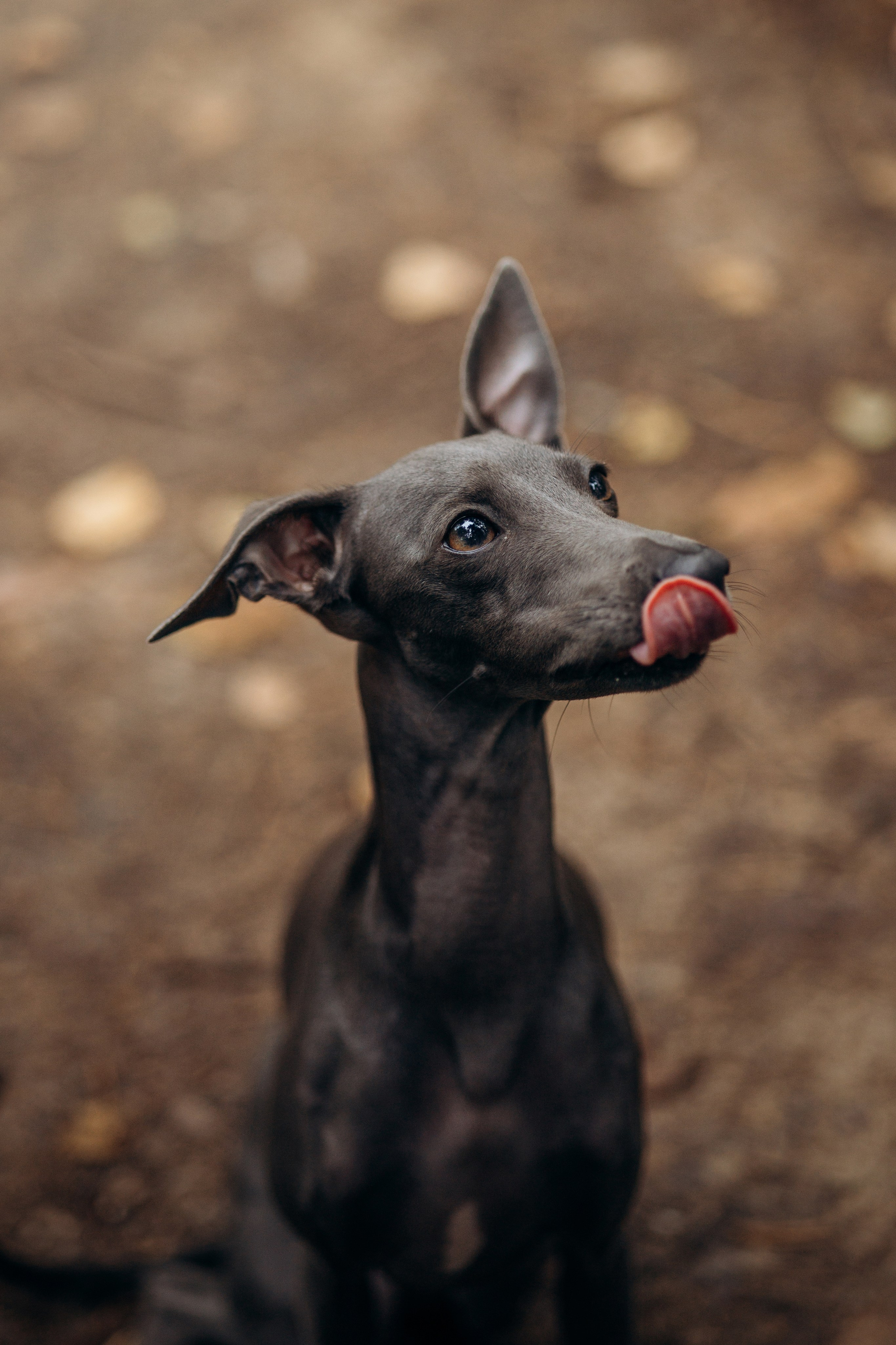 Лучик и ее семья. Фотограф — Анималист | Санкт-Петербург