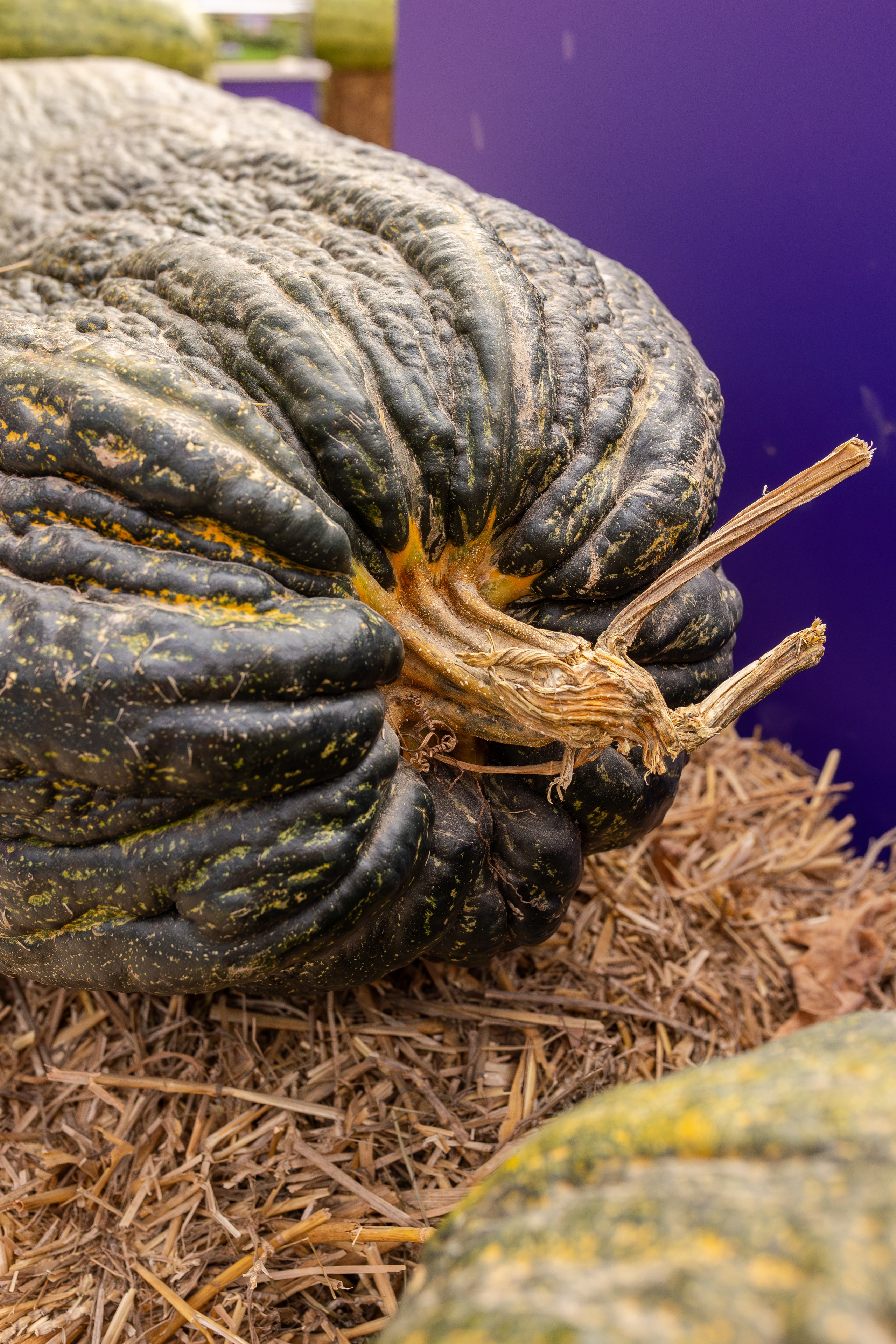 Овощи-гиганты. Александра Куликова фотограф, Москва