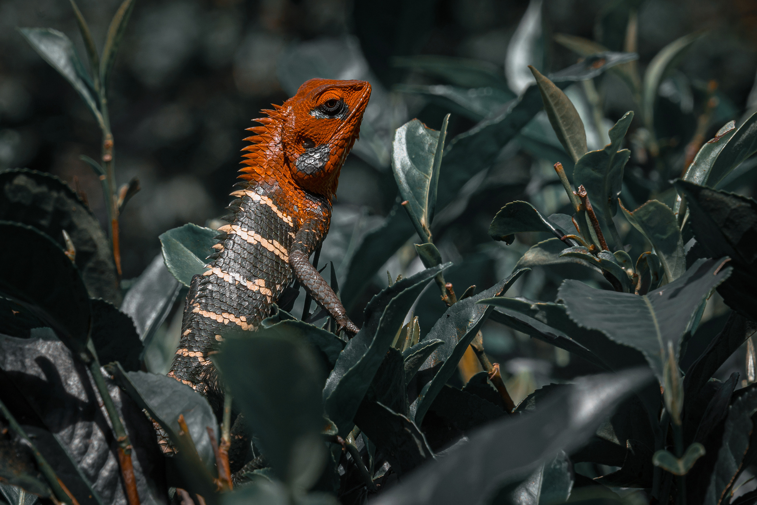 Шри-Ланка 2023. Алексей Туренков — фото, видео, дизайн