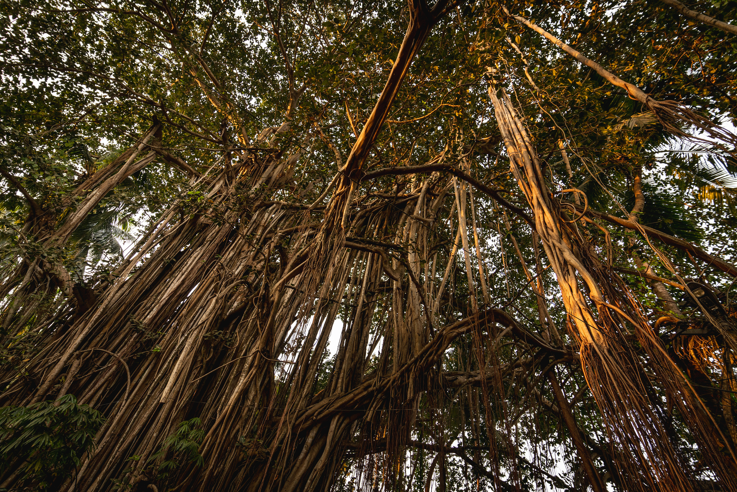 Индия 2022. Алексей Туренков — фото, видео, дизайн