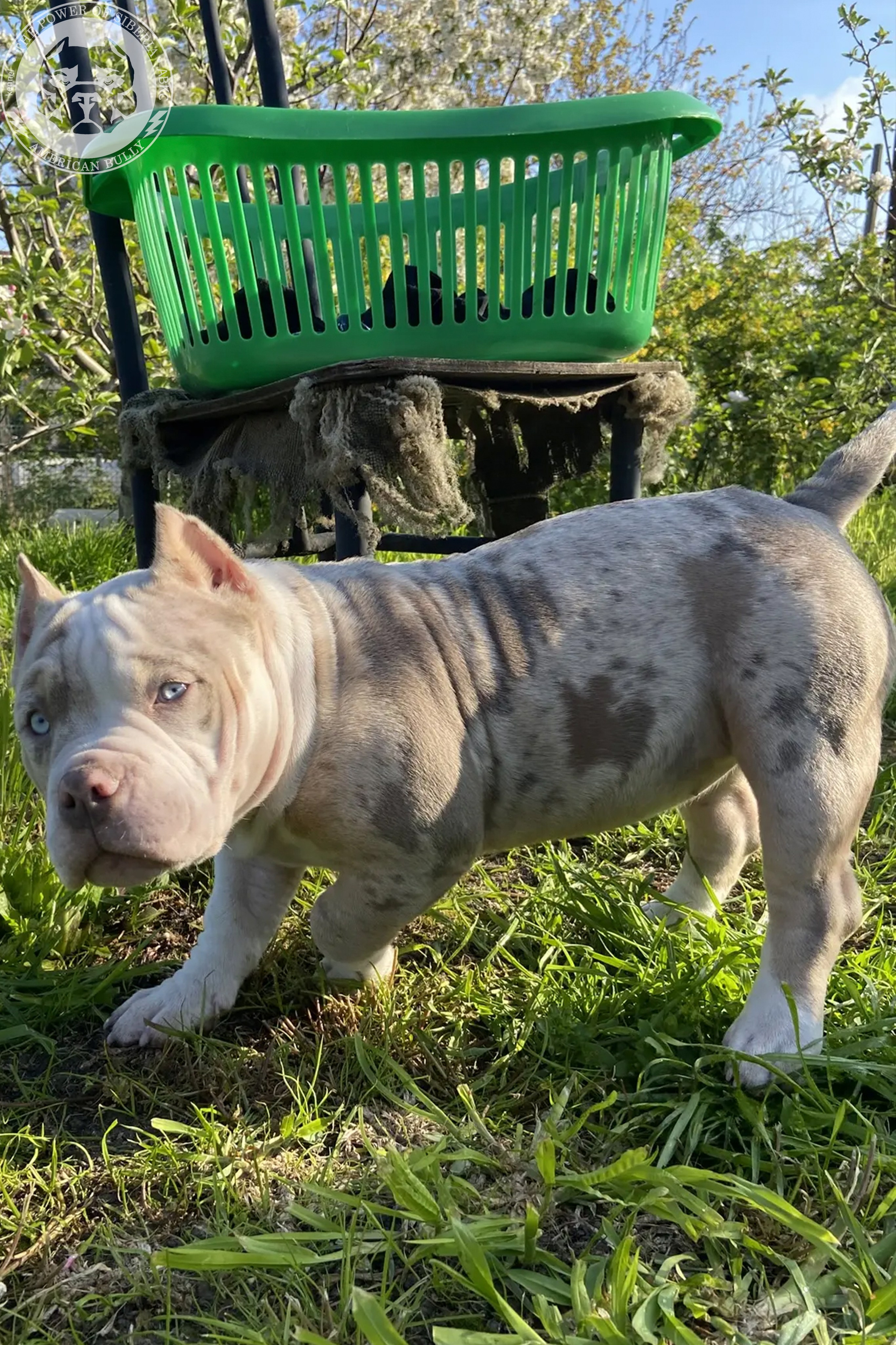 Свободные щенки Американский Булли, в типах покет, классик, стандарт. Американский Булли в г. Ростов-на-Дону. Питомник THE POWER OF SIBERIA