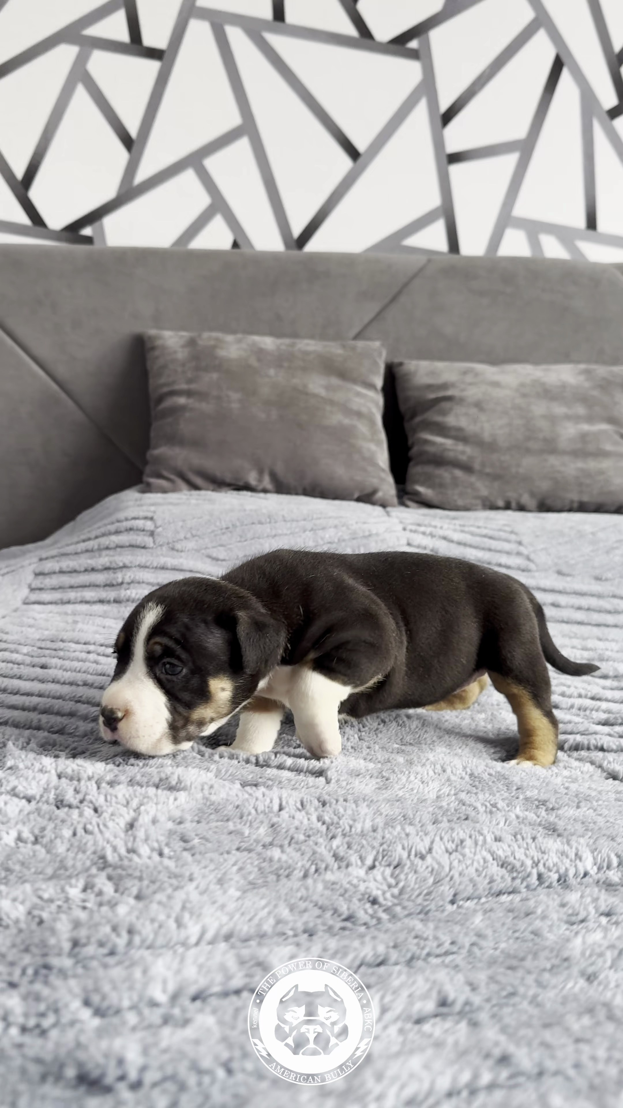 Свободные щенки Американский Булли стандарт и Свободные щенки Американский Булли классик. Американский Булли в г. Ростов-на-Дону. Питомник THE POWER OF SIBERIA