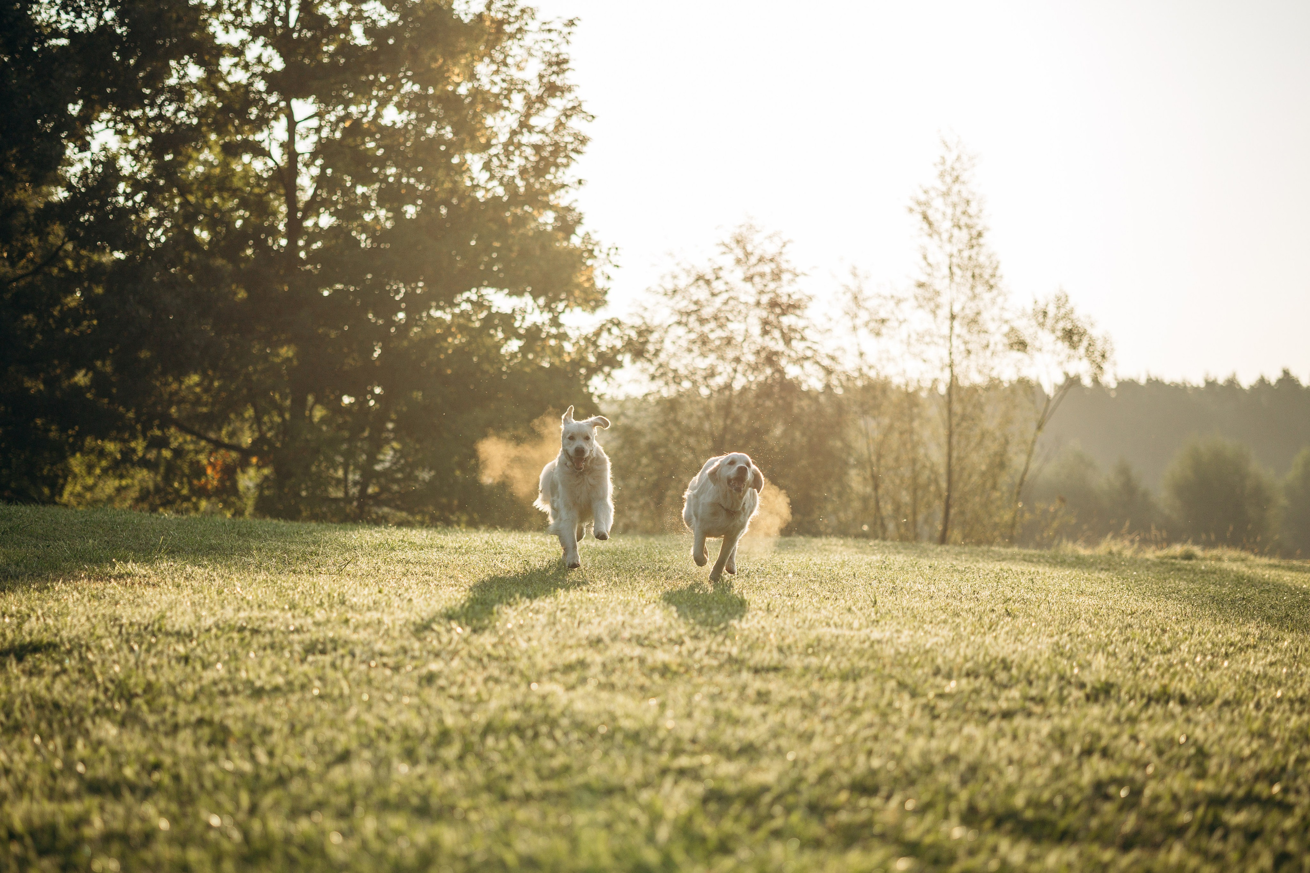 Ирина и ее золотинки. Фотограф — Анималист | Санкт-Петербург
