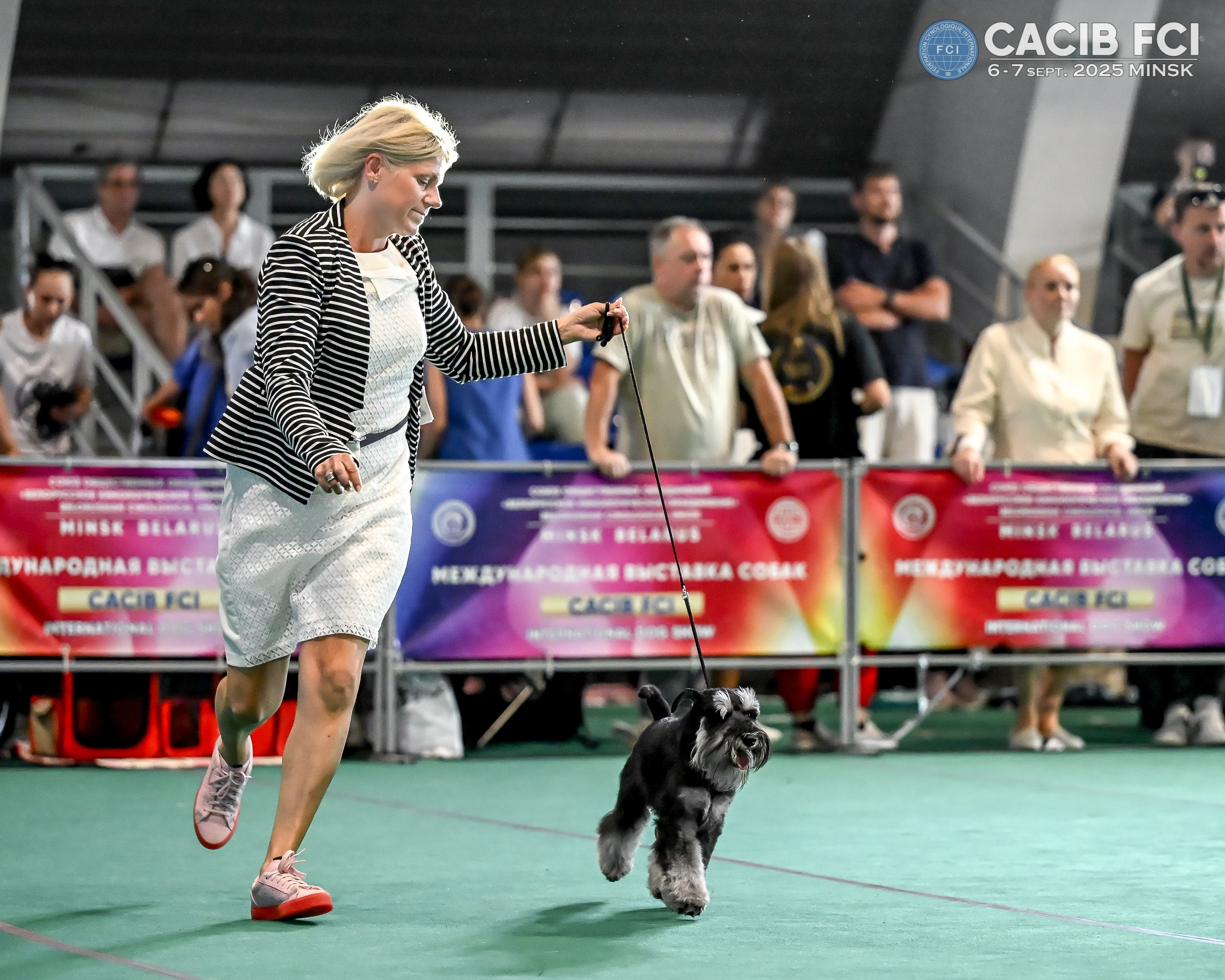 Цафир/ Delinso Balance Сzafir Lumier. Питомник цвергшнауцеров в Беларуси «Делинсо Бэлэнс»