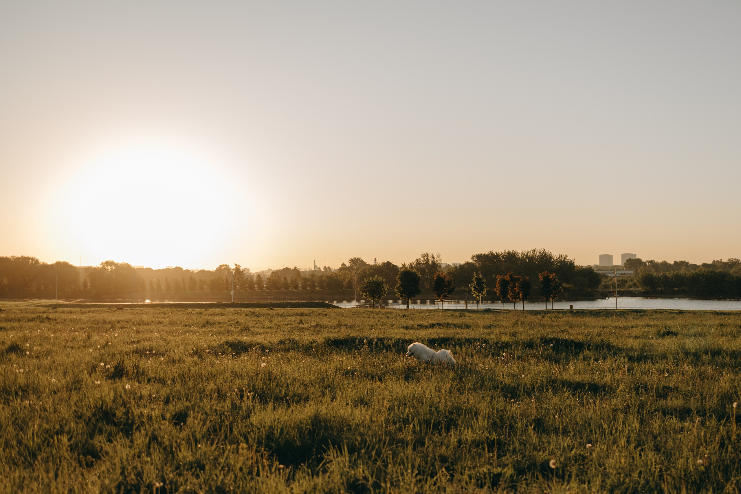 Танго и его семья. Фотограф — Анималист | Санкт-Петербург