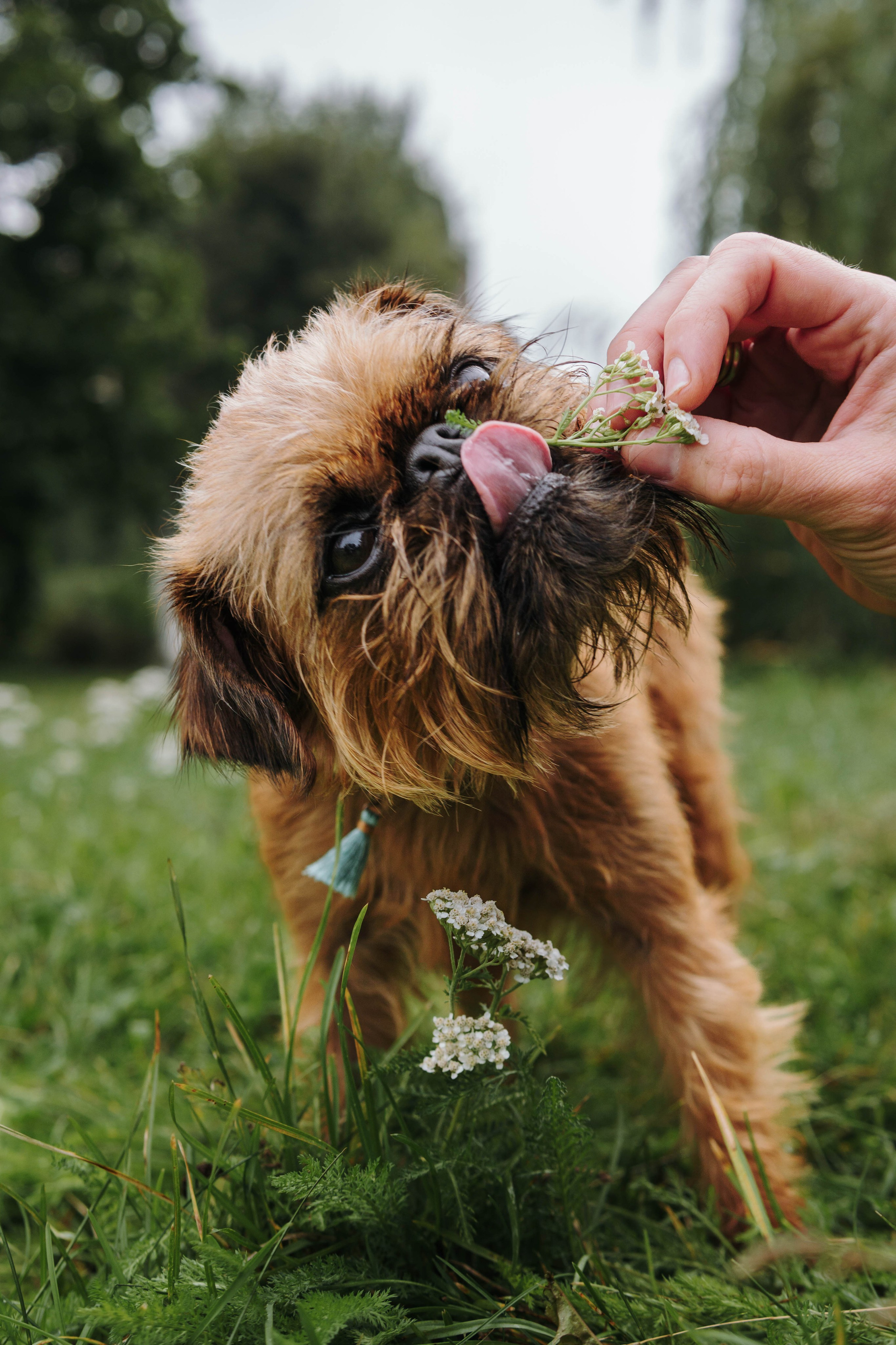 Наташа, Сережа и Хавьер. Фотограф-анималист Ксения Воробьева, Москва