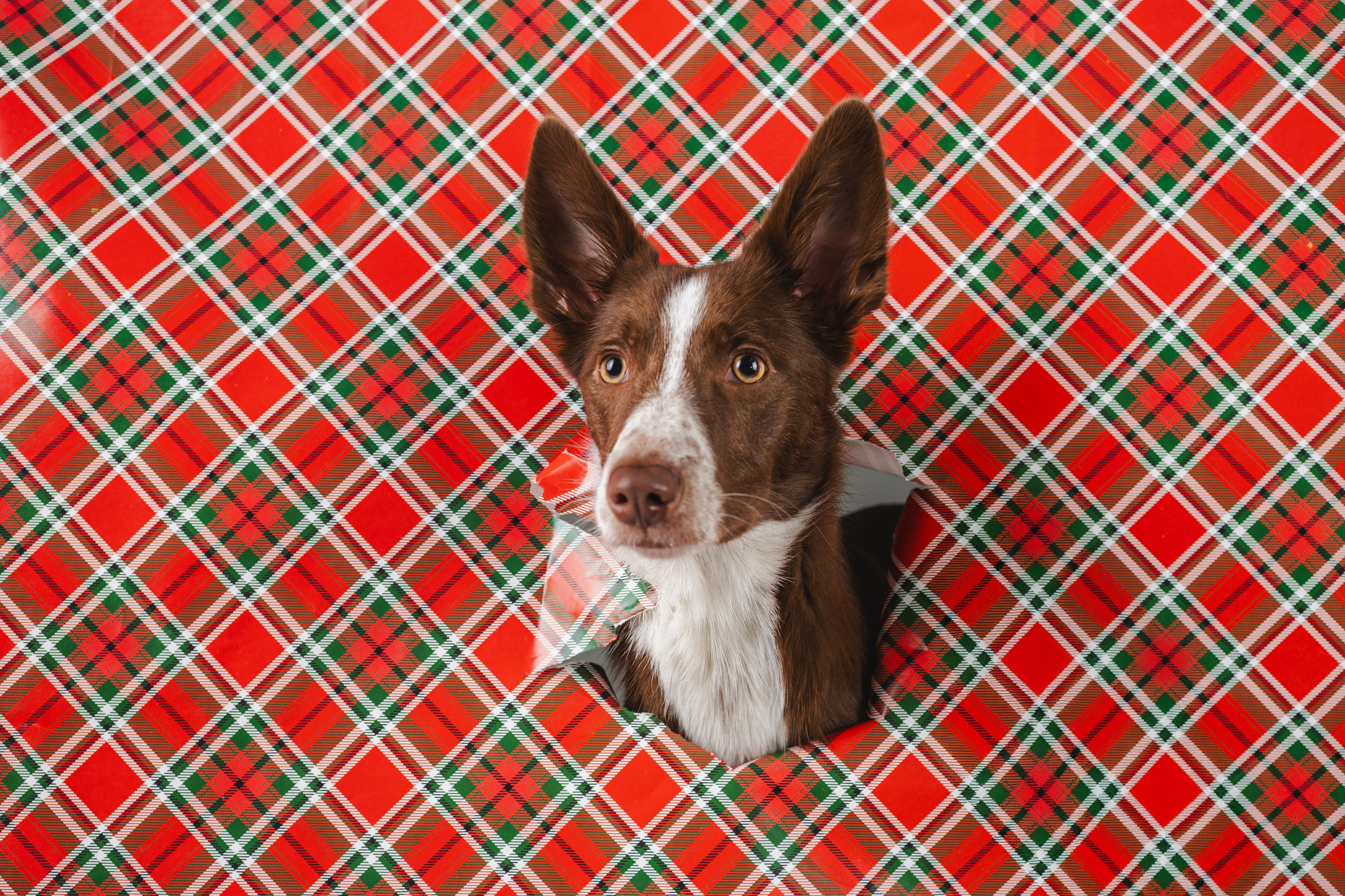 Воркшоп по импульсному свету