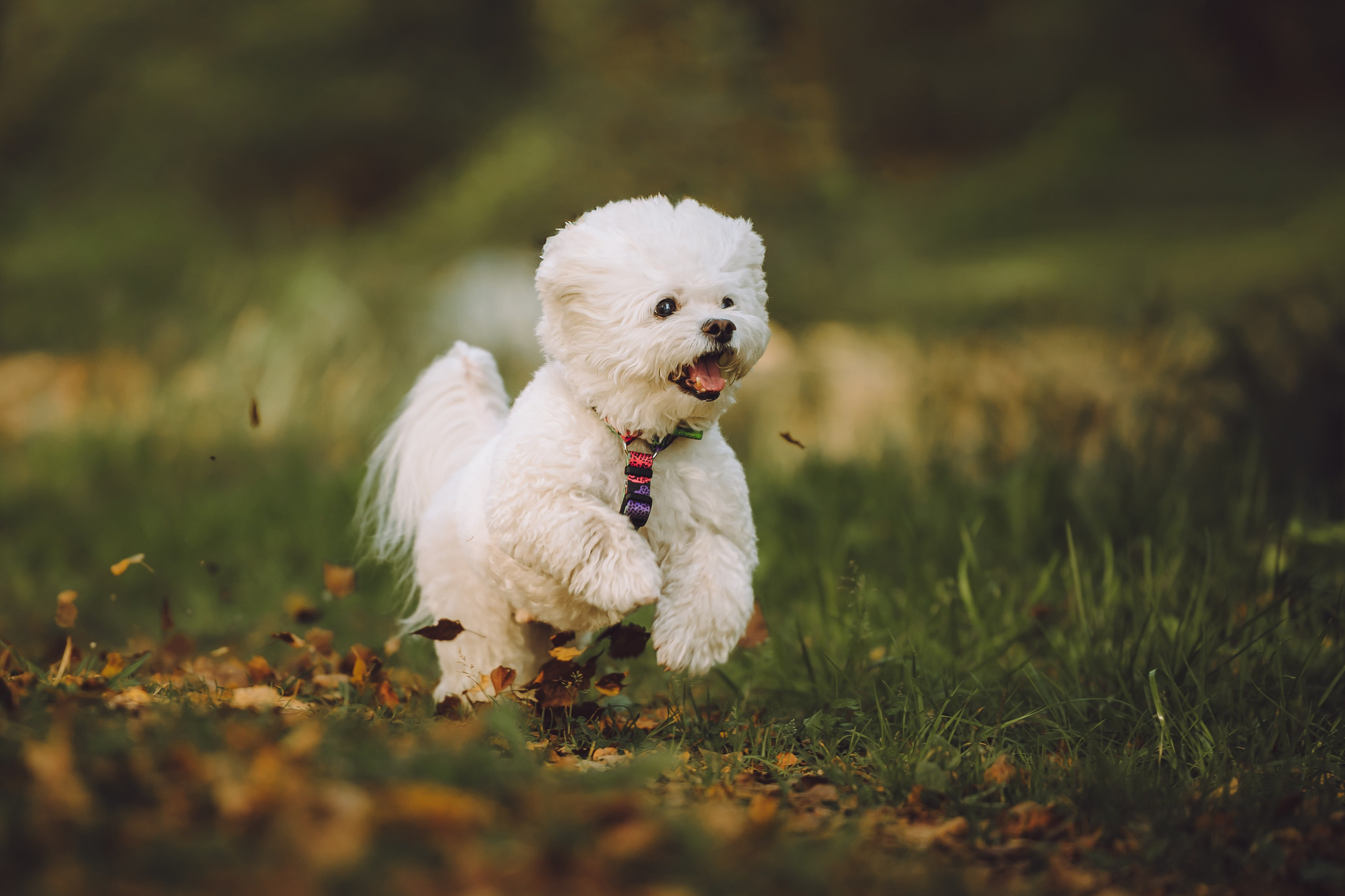 Выездной дог-тренинг от школы «Шерсть имею», Тованово