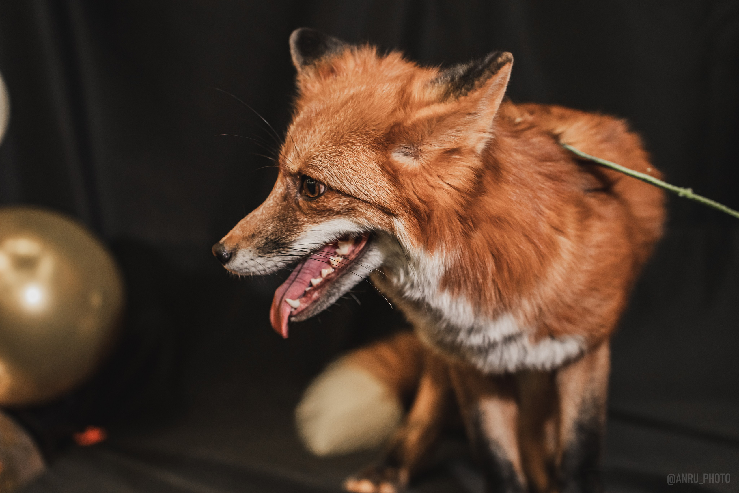 Fox Family fest. Репортажный фотограф Анастасия Рубцова