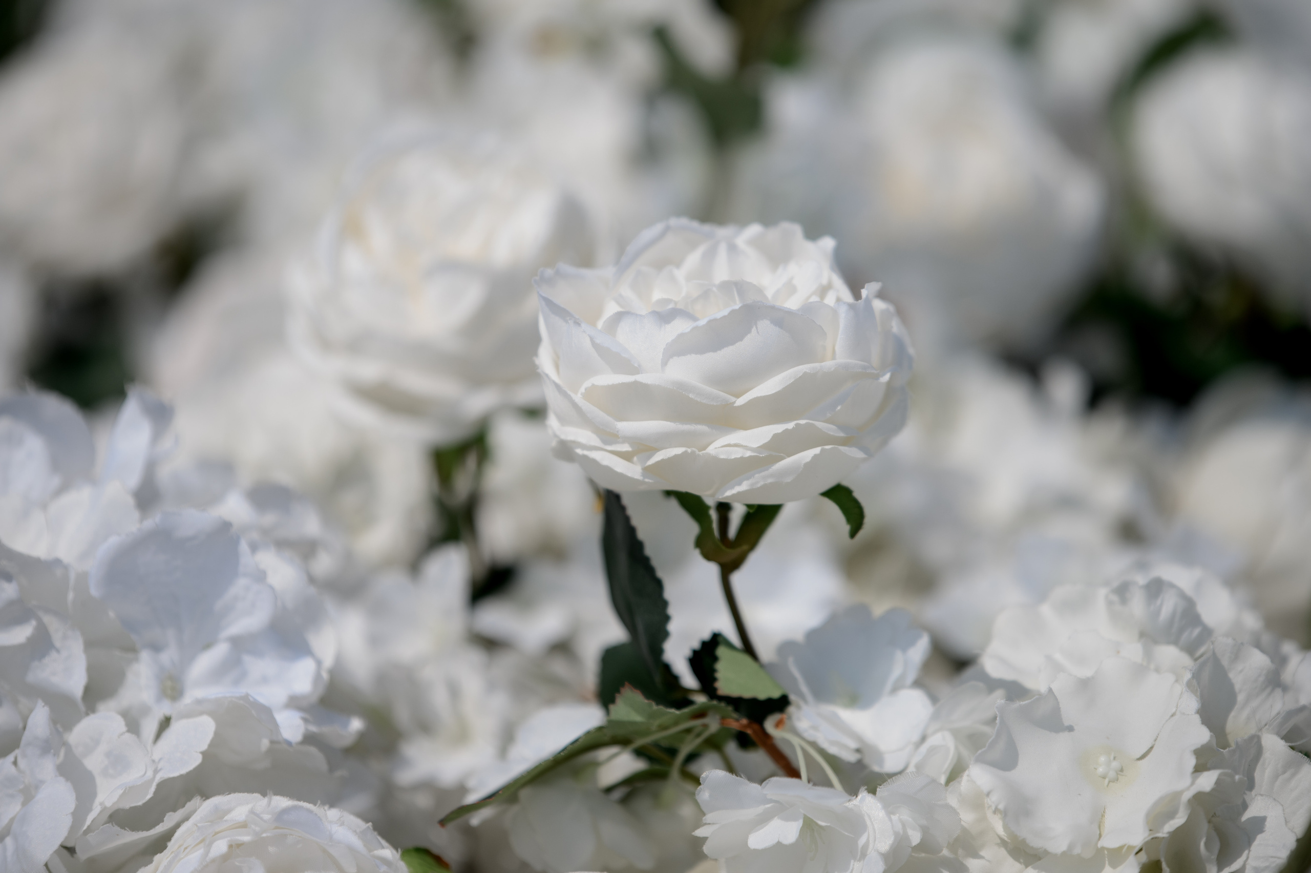 Елизавета & Сергей. Сергей Каба|Свадебный фотограф Сочи - атмосфера торжества остается с в