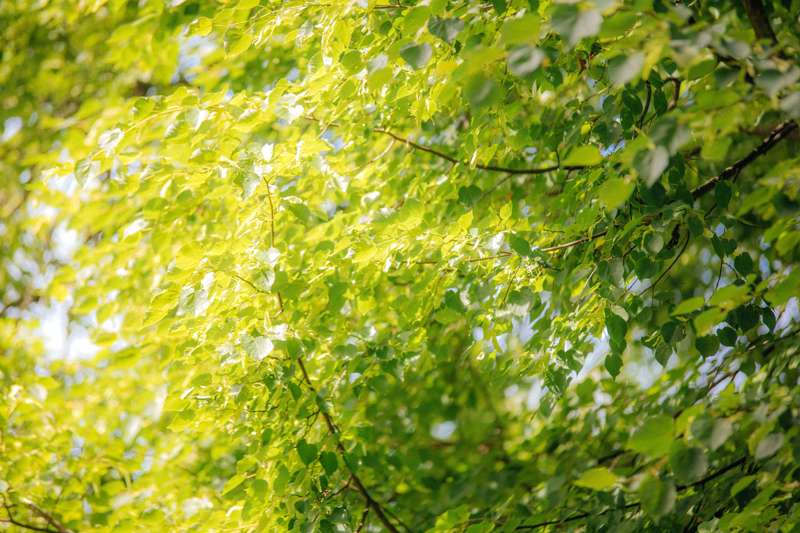 Музей-усадьба «Никольское-Вяземское». Профессиональный фотограф в Мценске и Орловской области