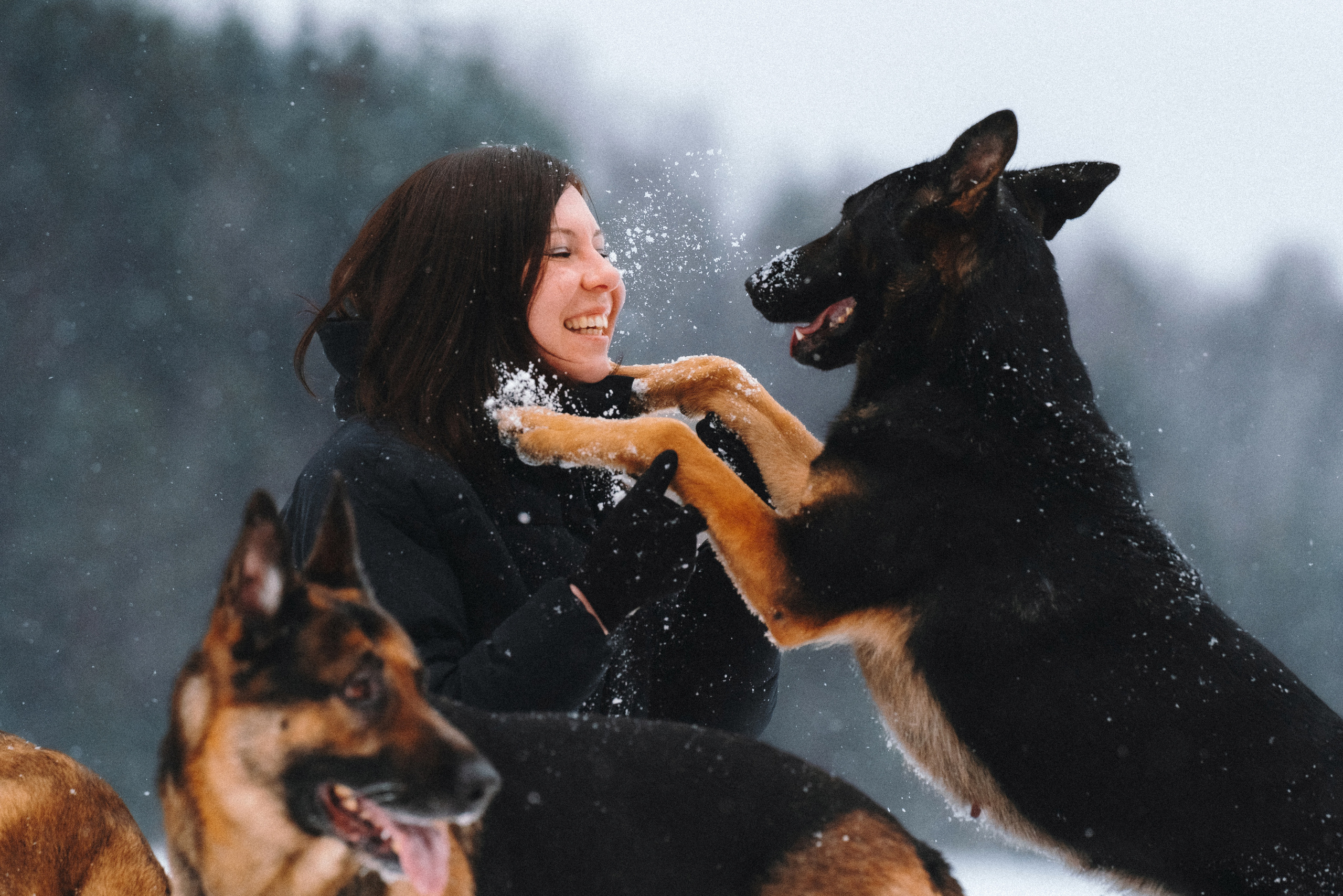 Оля, Делфи, Жара, Вита и Гранд. Фотограф анималист Осипчикова Мария