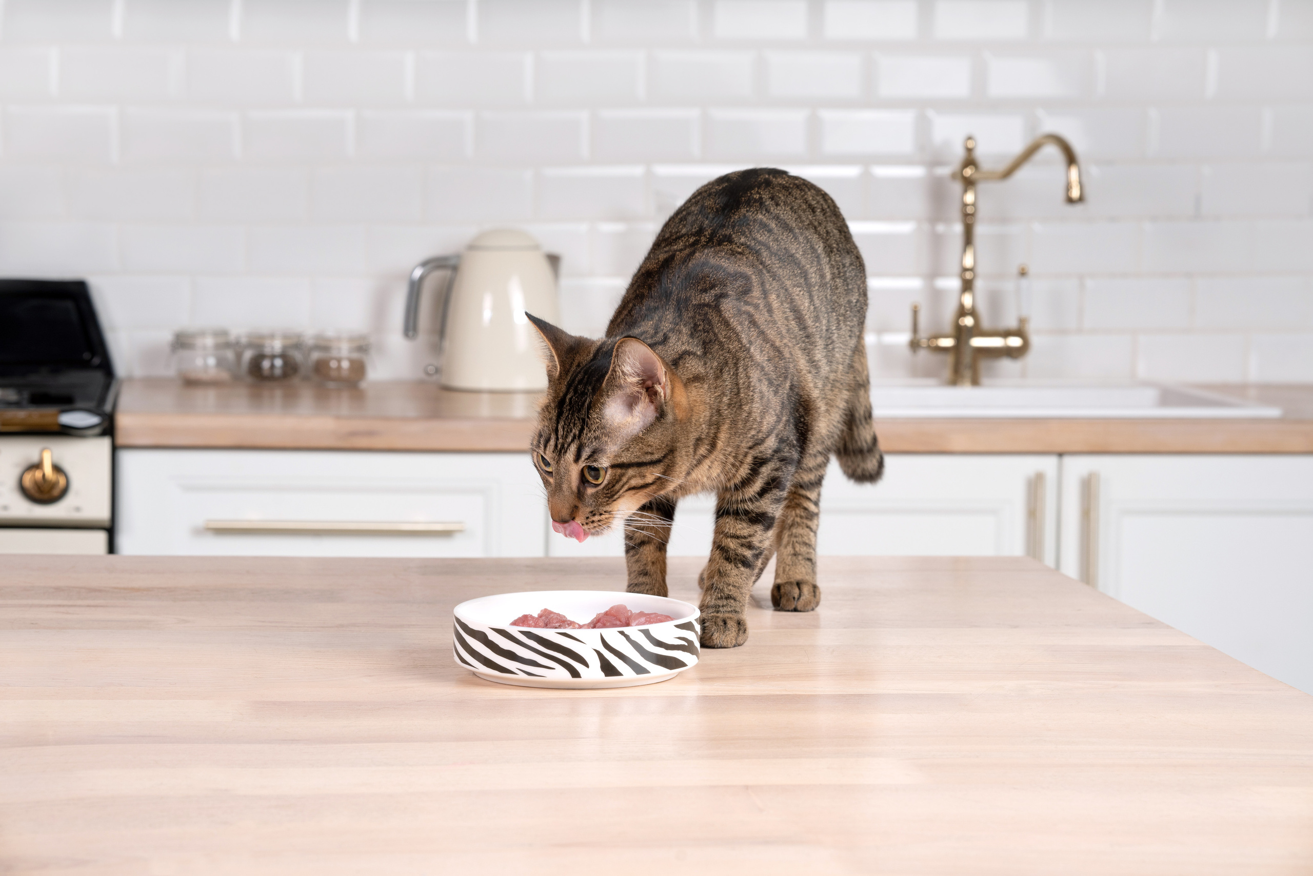 Суперпет. Фотограф анималист Осипчикова Мария