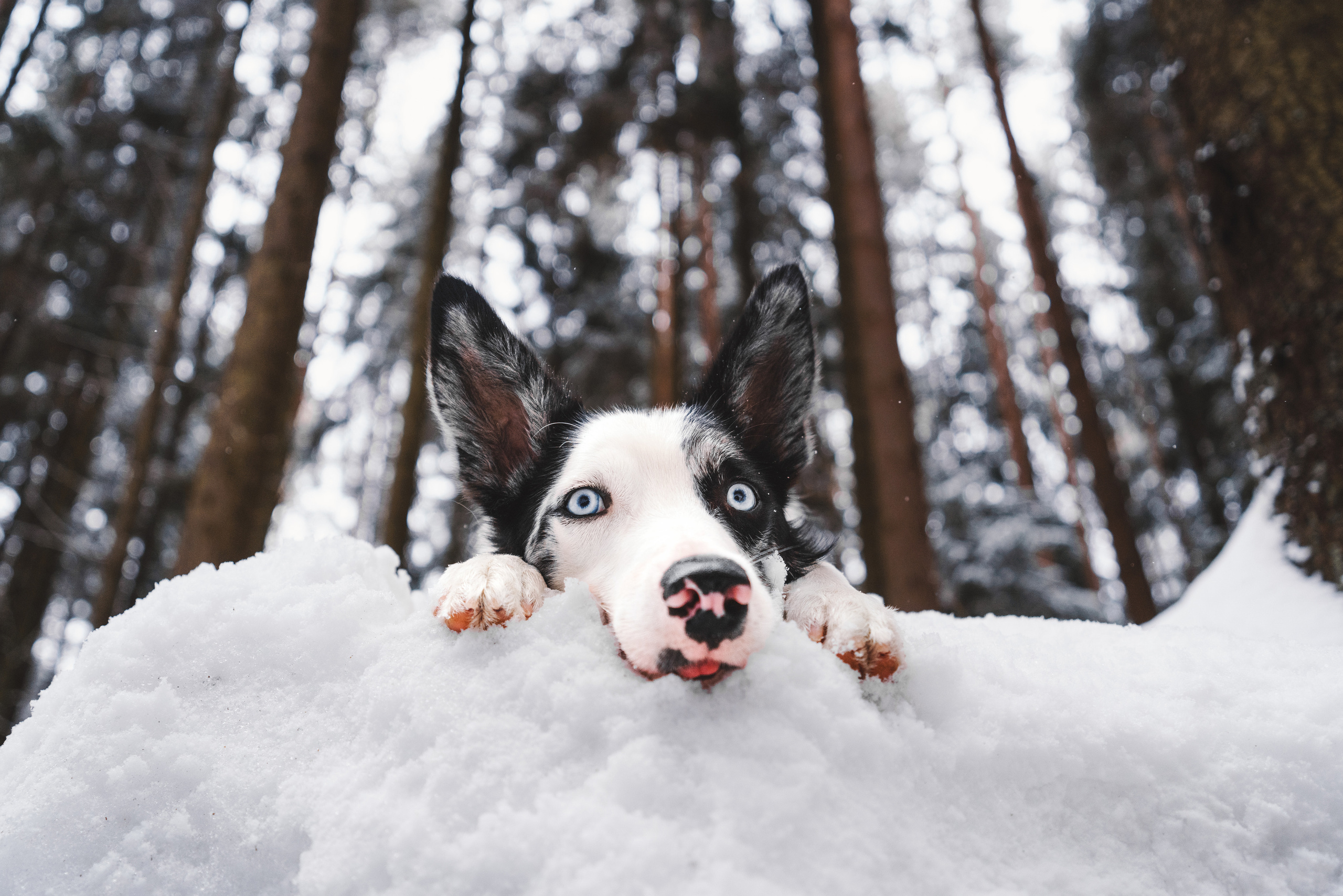 Лиля и Снейп. Фотограф анималист Осипчикова Мария