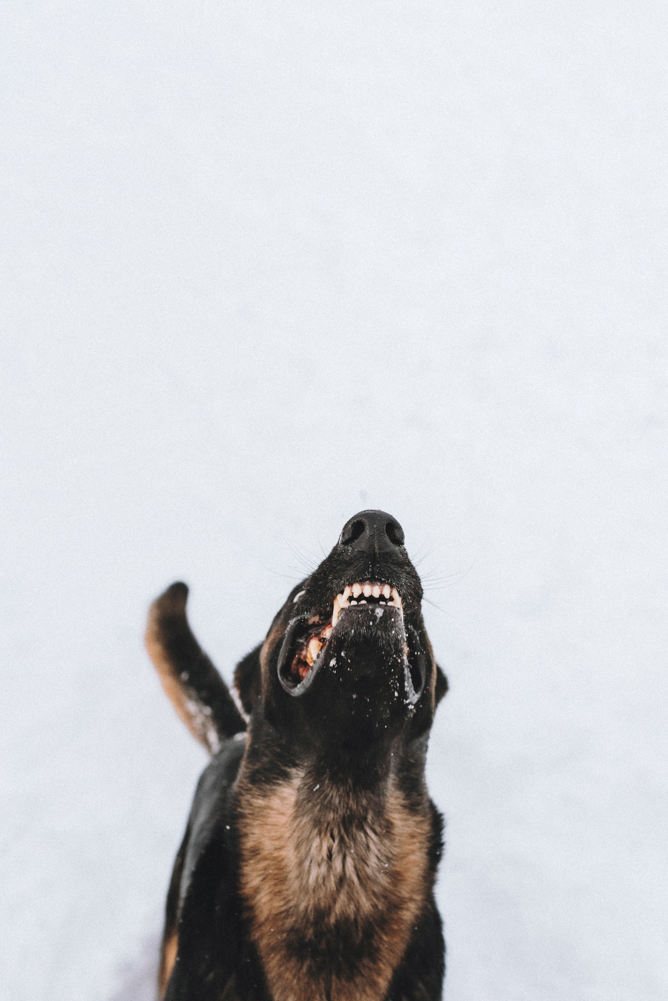 Оля, Делфи, Жара, Вита и Гранд. Фотограф анималист Осипчикова Мария