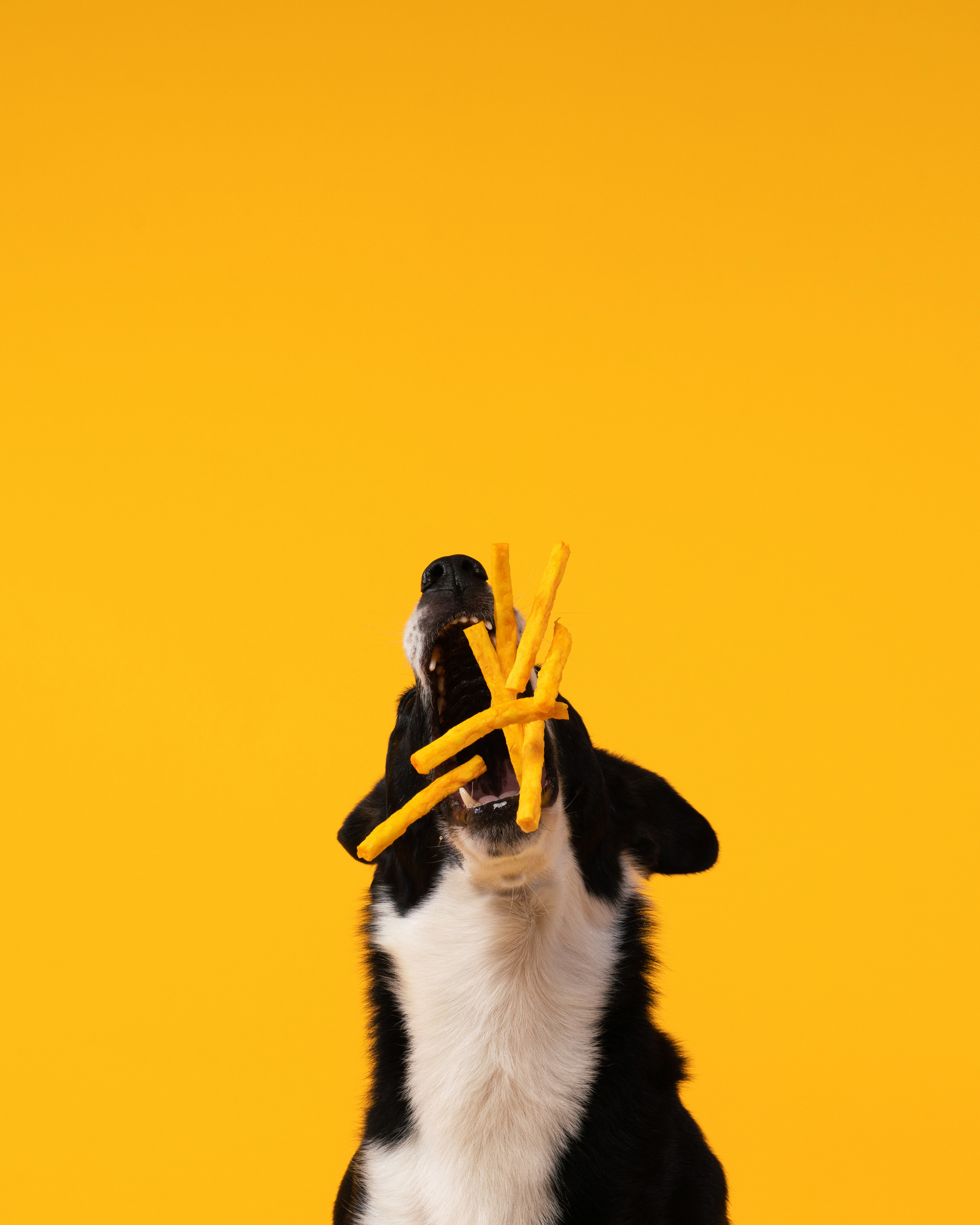 Лакомства. Фотограф анималист Осипчикова Мария