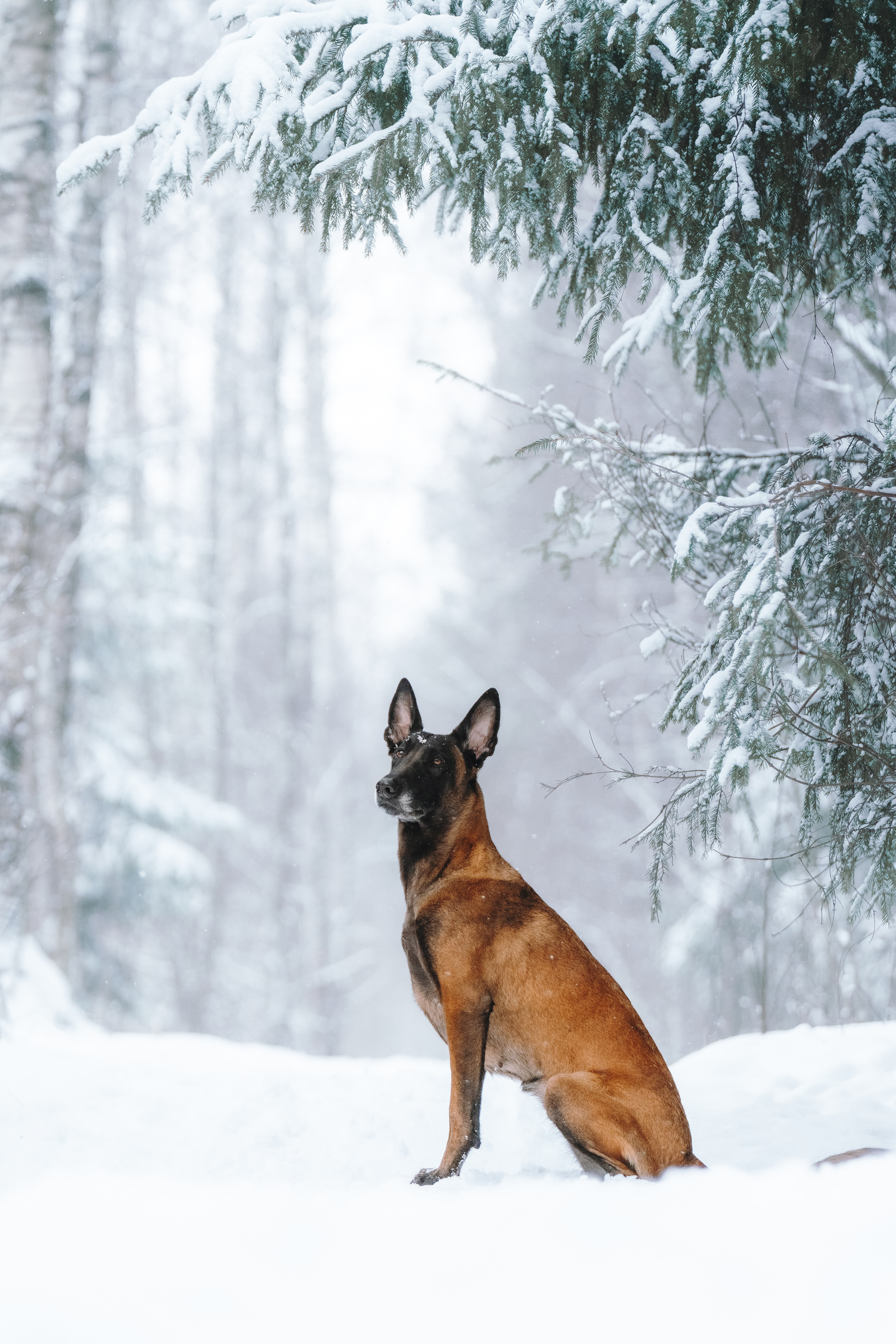 Оля, Делфи, Жара, Вита и Гранд. Фотограф анималист Осипчикова Мария