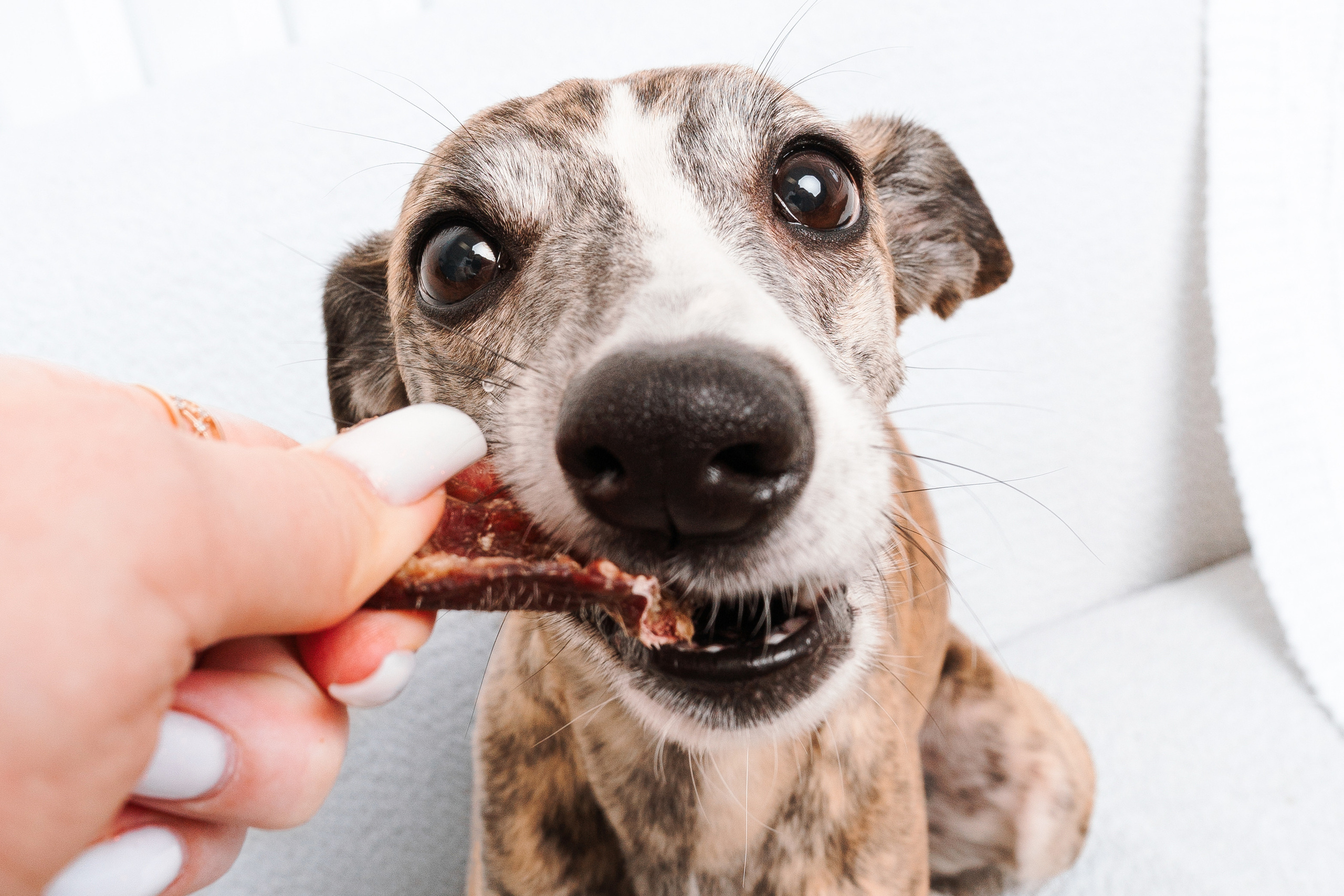 Сушенные лакомства. Фотограф анималист Осипчикова Мария