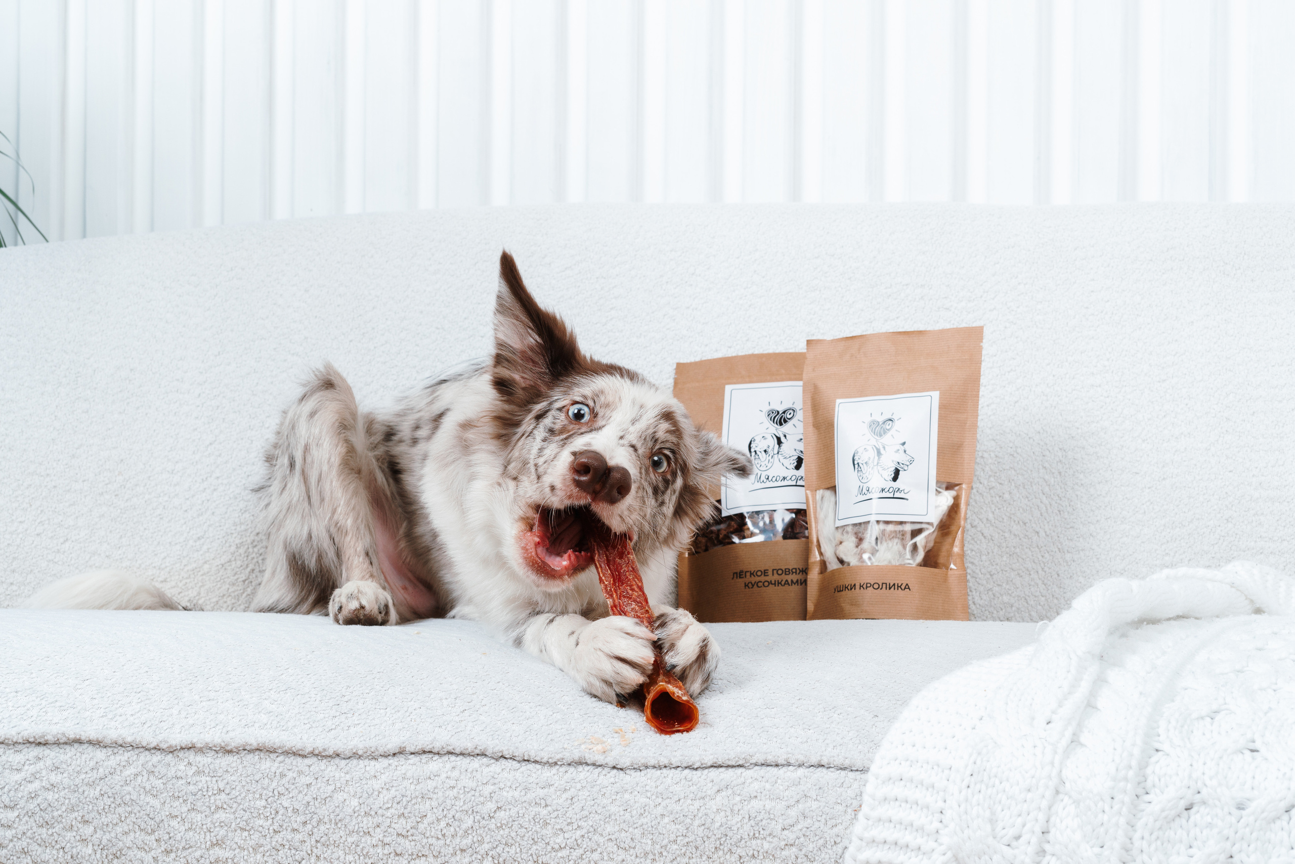 Сушенные лакомства. Фотограф анималист Осипчикова Мария