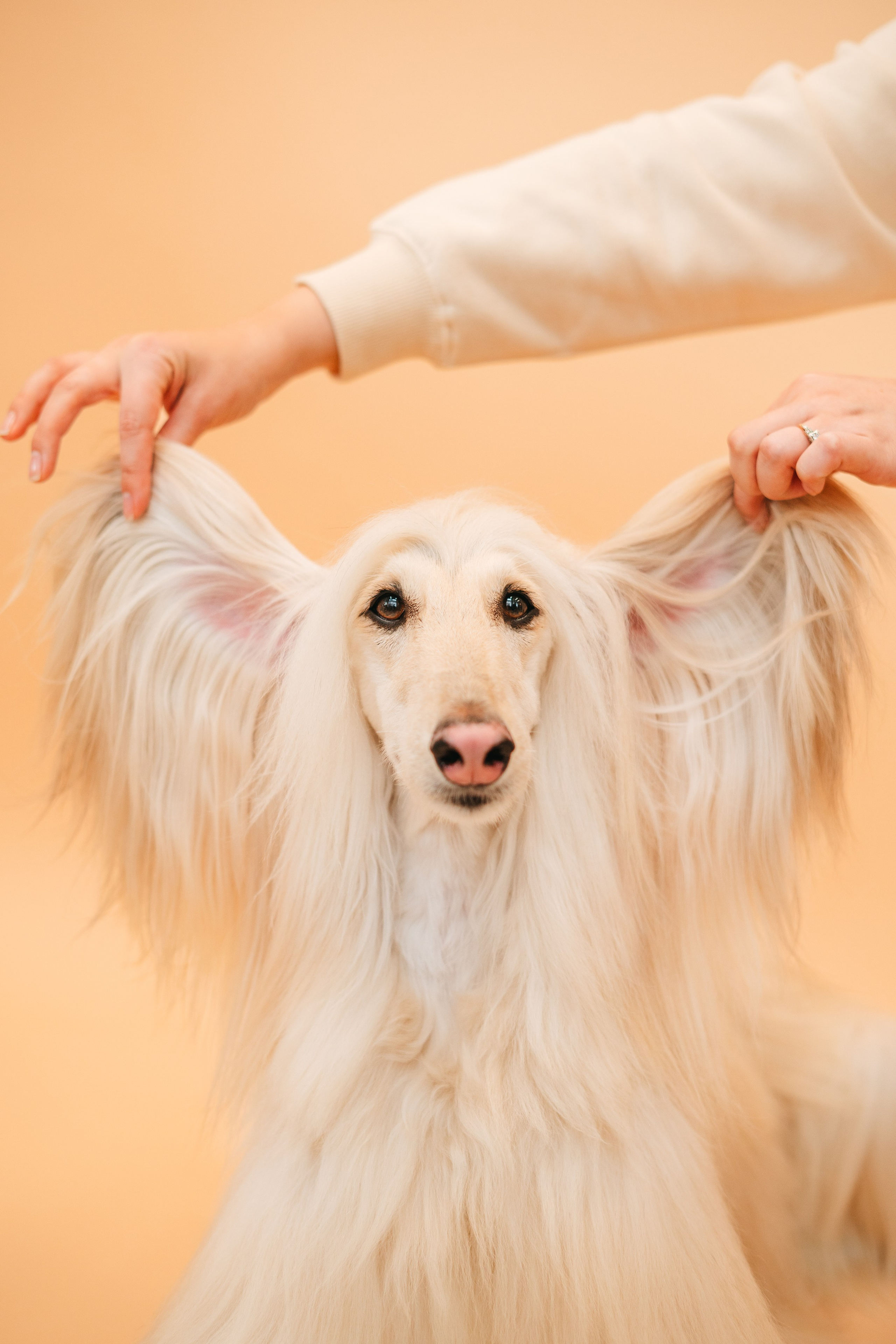Груминг — салон. Фотограф анималист Осипчикова Мария