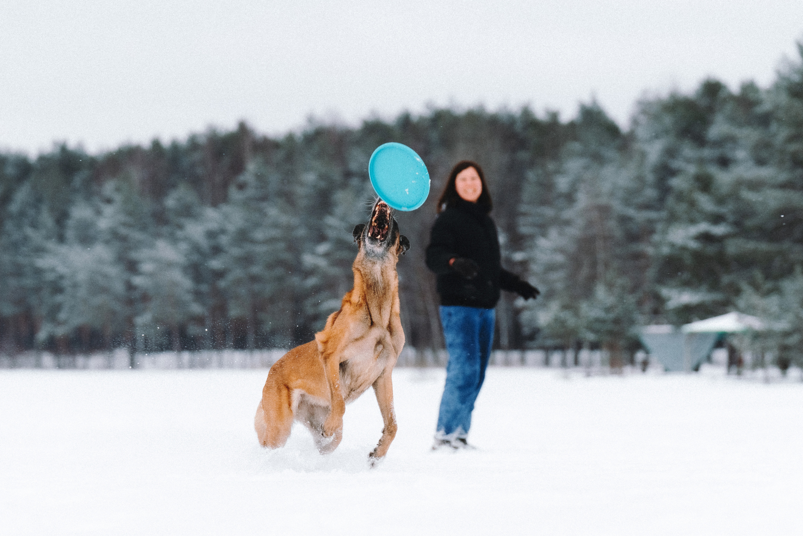 Оля, Делфи, Жара, Вита и Гранд. Фотограф анималист Осипчикова Мария