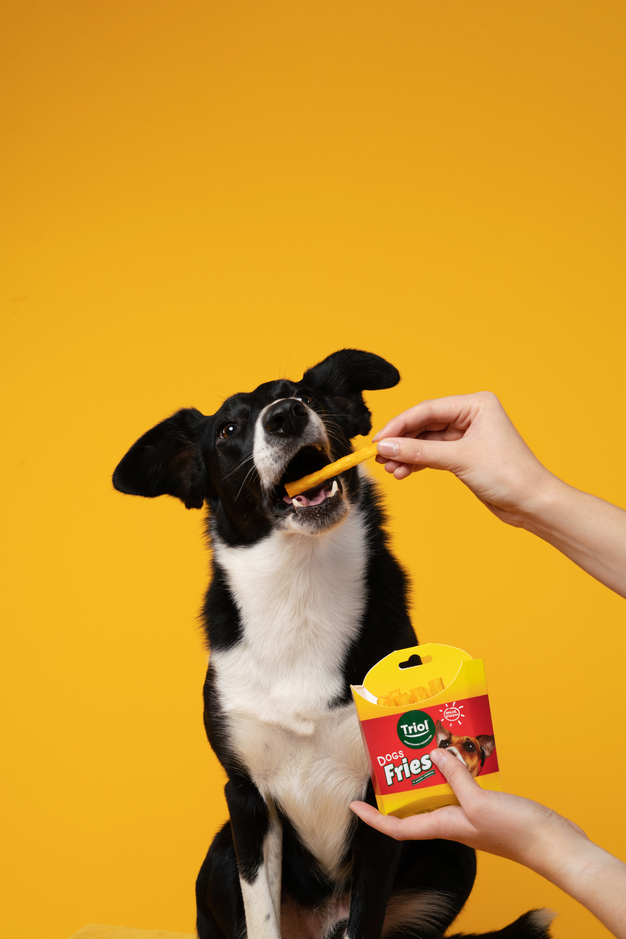 Лакомства. Фотограф анималист Осипчикова Мария