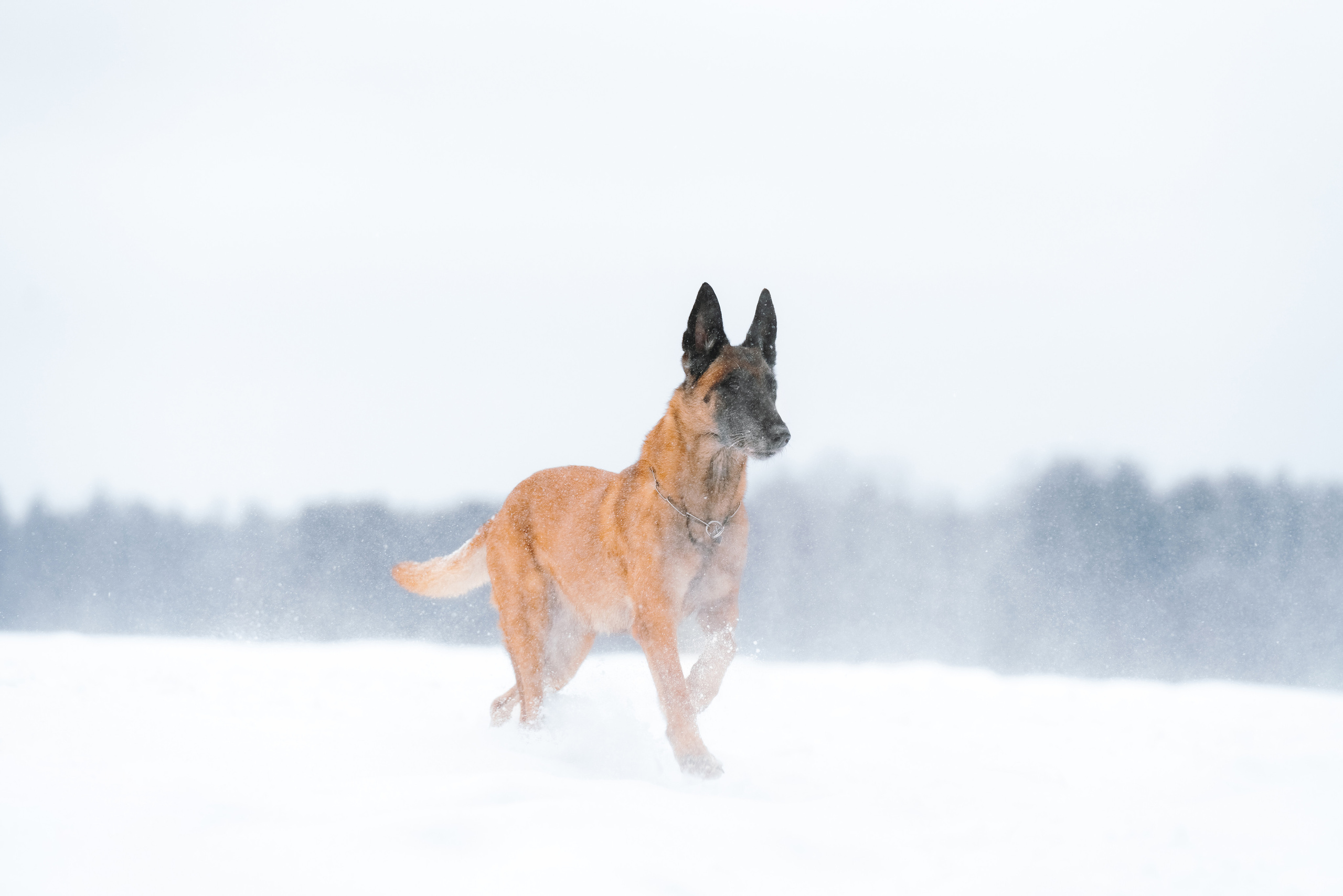 Оля, Делфи, Жара, Вита и Гранд. Фотограф анималист Осипчикова Мария